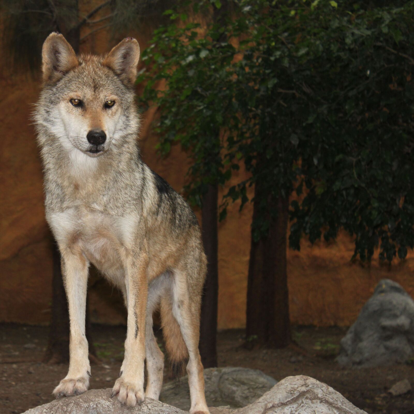 Canon EOS 500D (EOS Rebel T1i / EOS Kiss X3) sample photo. Wolf, nature photography