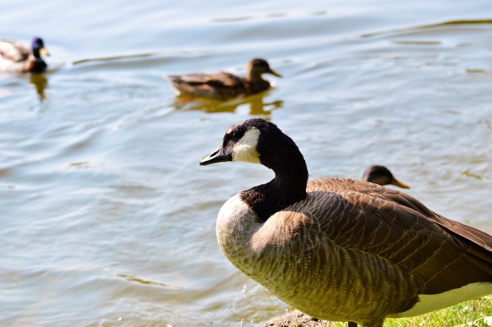 Nikon D3200 sample photo. Wild goose, goose, water photography