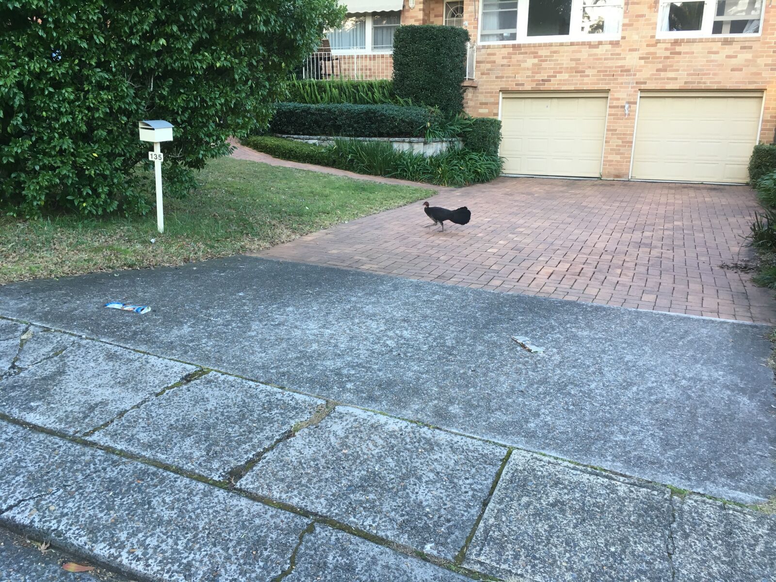 iPhone SE back camera 4.15mm f/2.2 sample photo. Bush turkey, bird, turkey photography