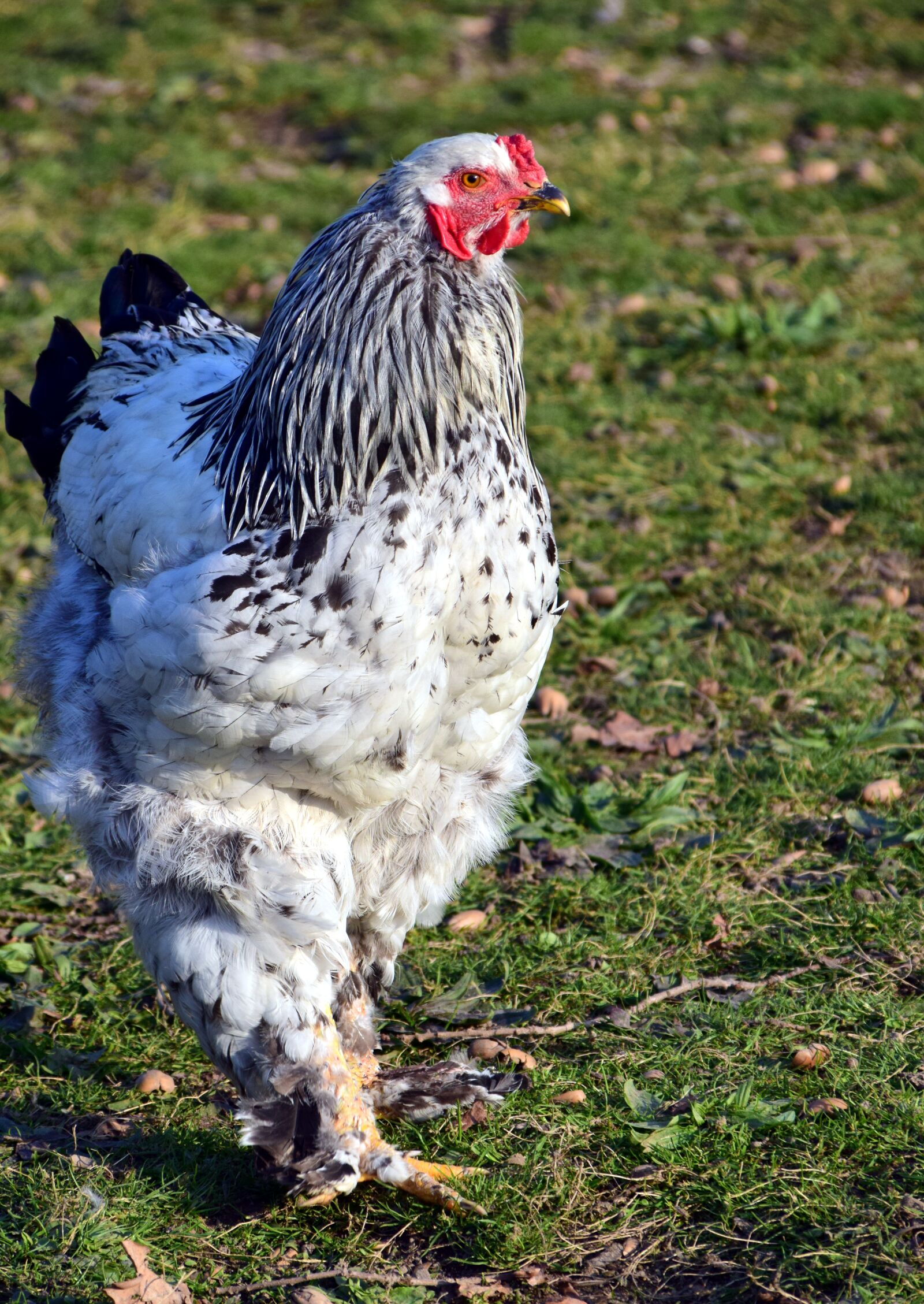 Nikon D3300 sample photo. Chicken, poultry, animal photography