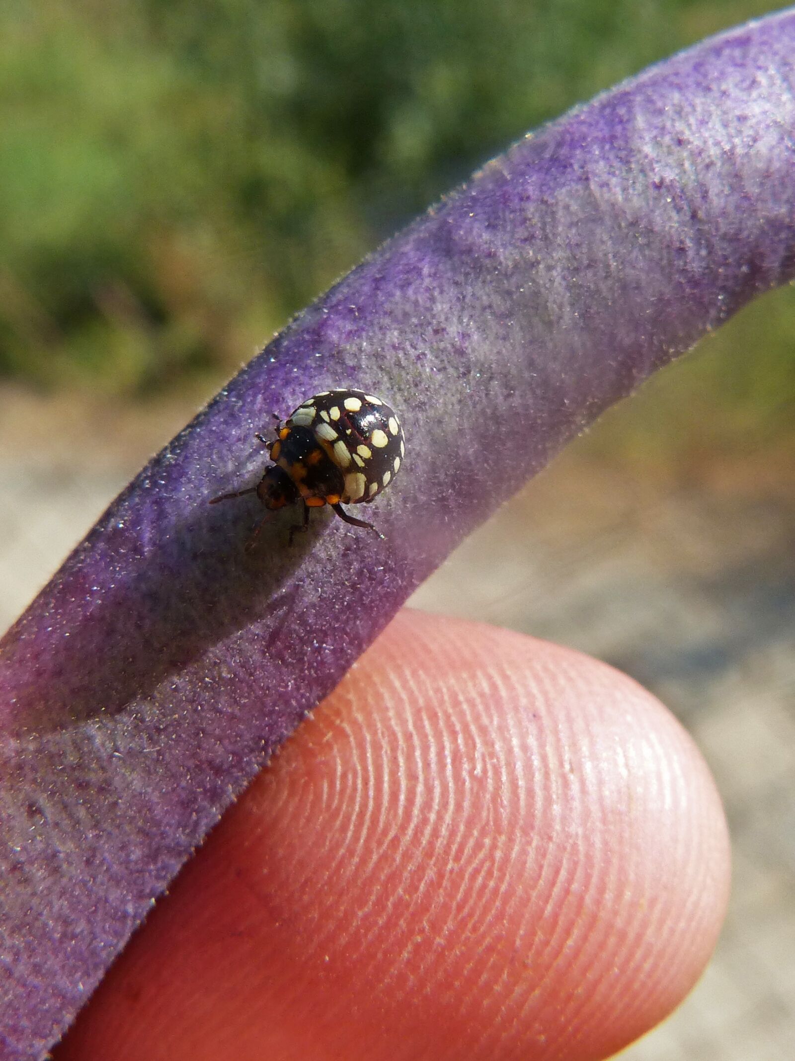 Panasonic DMC-FZ62 sample photo. Harlequin ladybird, coccinellidae, coleoptera photography