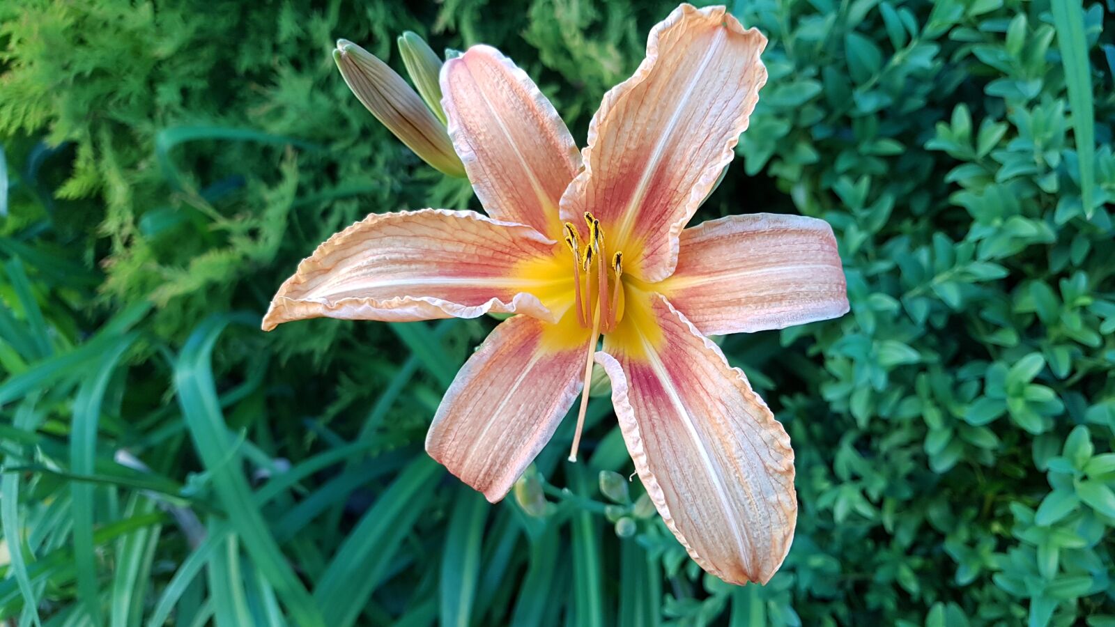 Samsung Galaxy S8 sample photo. Flower, garden, nature photography