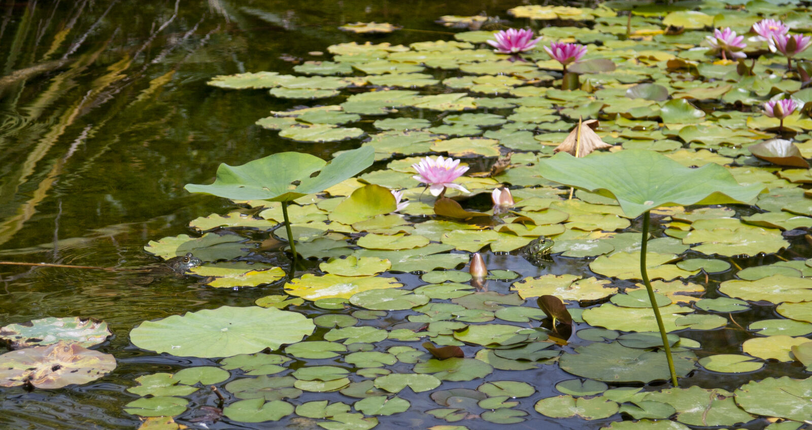 Canon EF 28-105mm f/3.5-4.5 USM sample photo. Flowers, frog, green, lillies photography