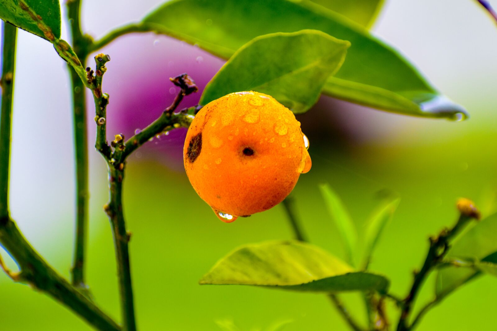 Nikon D3400 sample photo. Plant of lemon, lemon photography