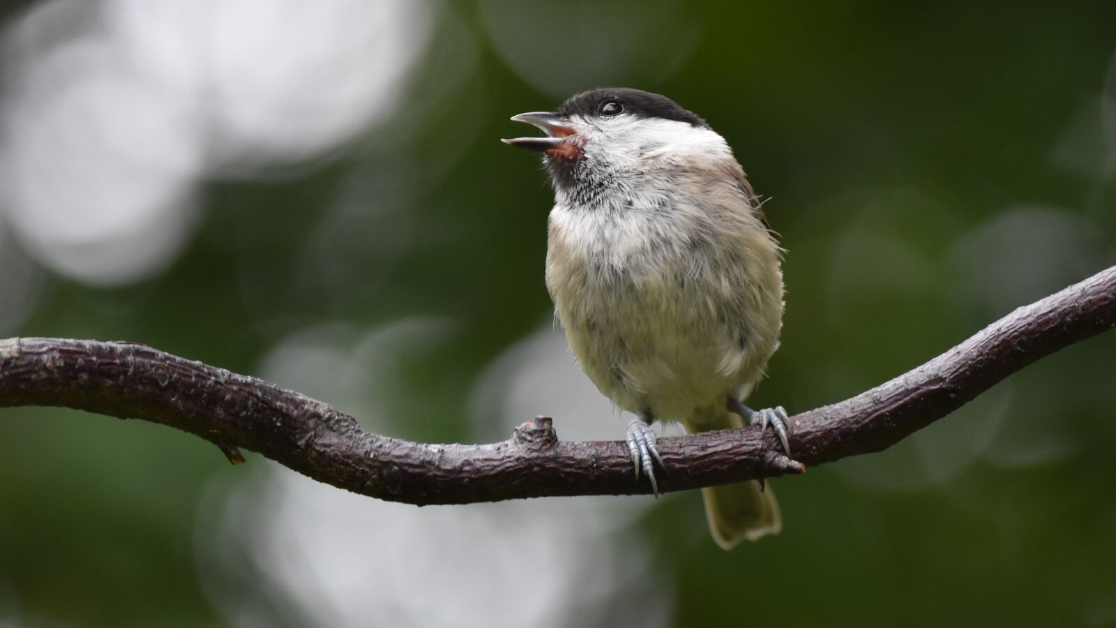 Nikon D3500 sample photo. Marsh tit, bird, tit photography