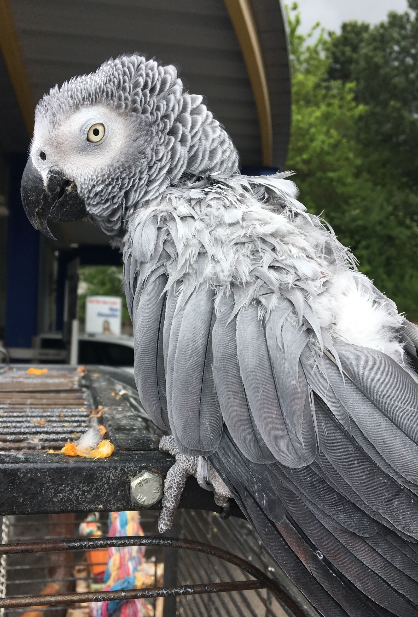 Apple iPhone 6s sample photo. Parrot, grey, bird photography