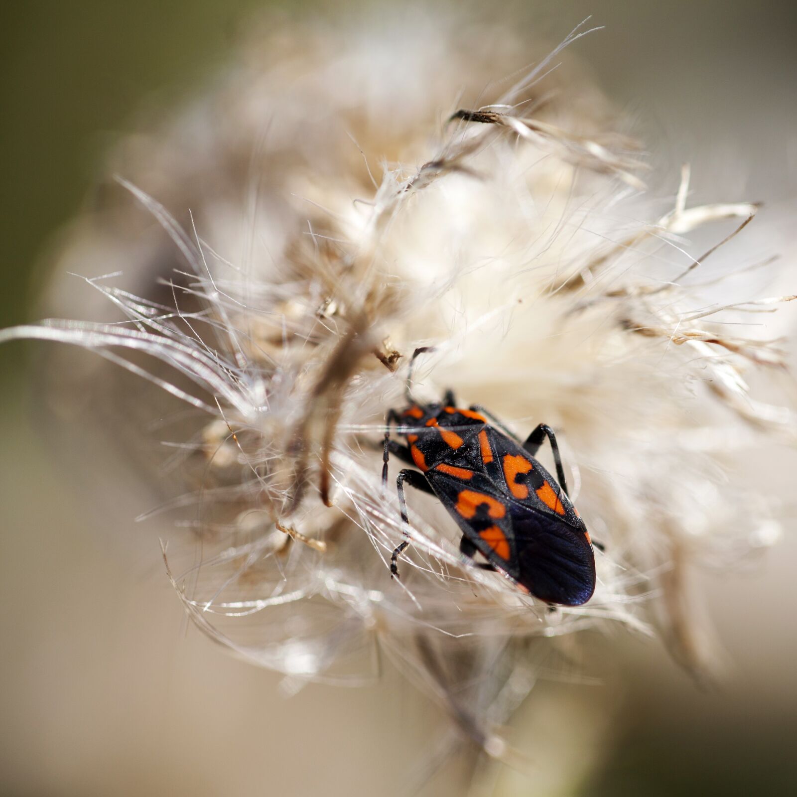 Canon EF 100mm F2.8L Macro IS USM sample photo. Beetle, dry thistle, detail photography