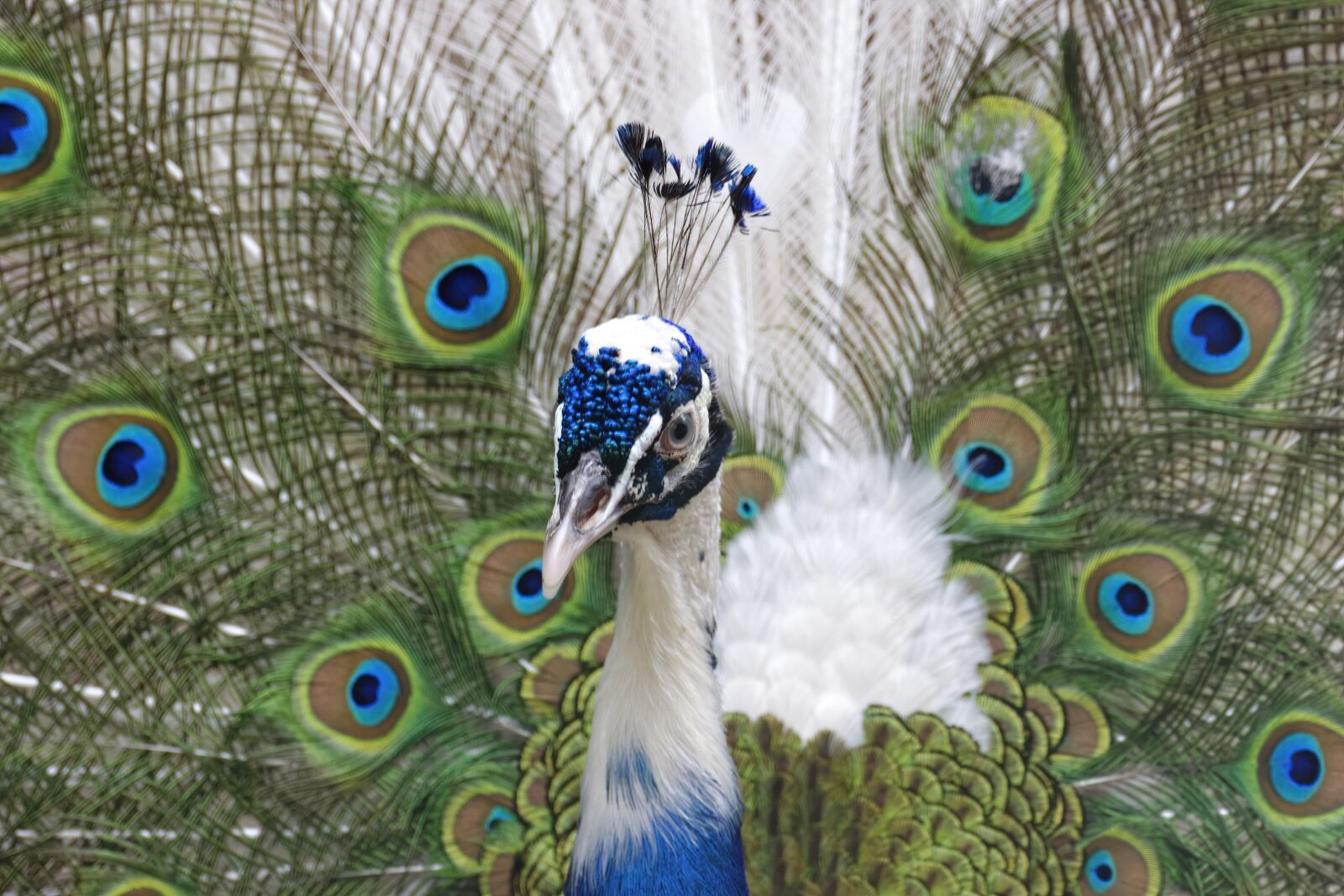 Nikon D5300 sample photo. Peacock, head, beak photography