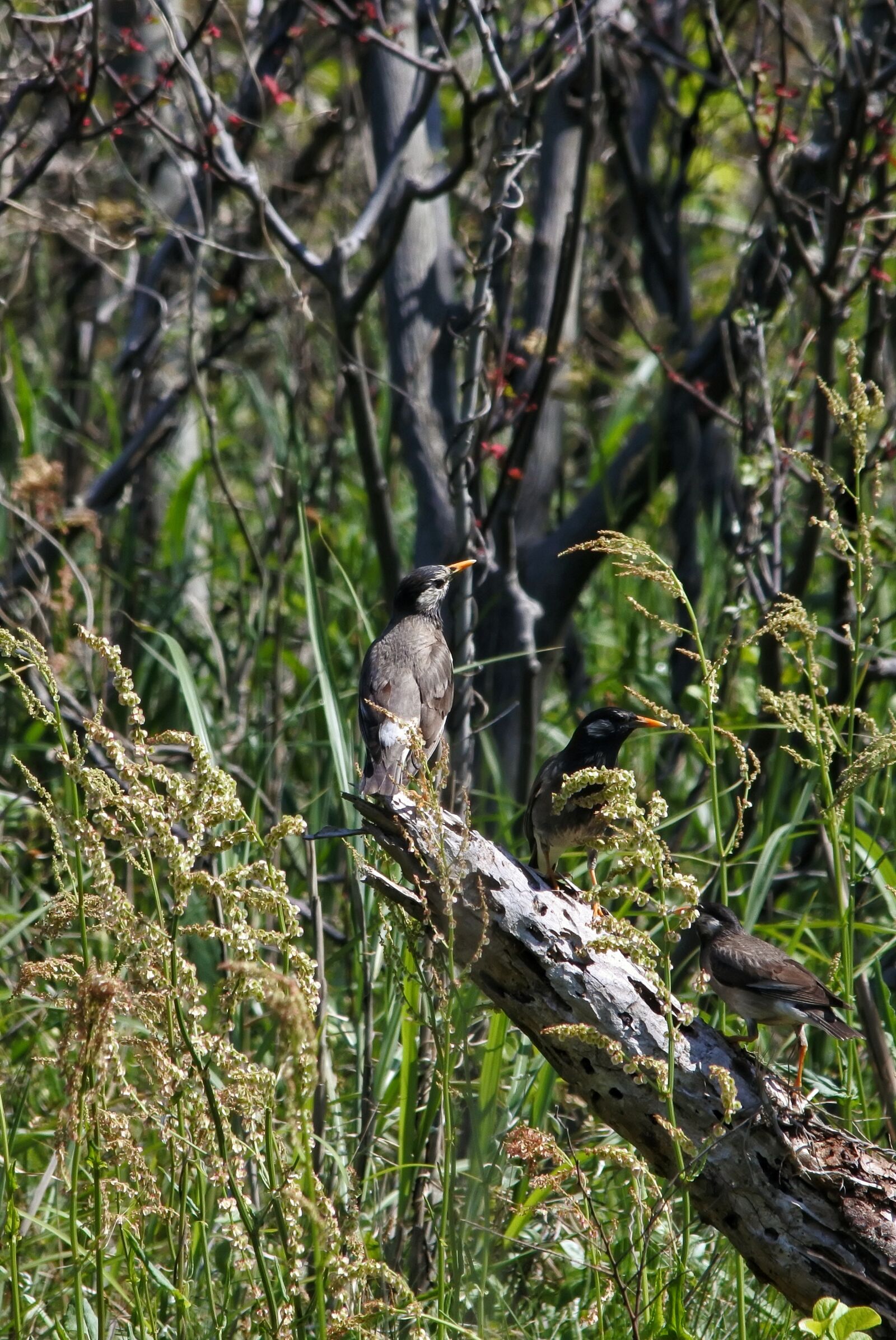 Nikon 1 J5 + VR 55-200mm f/4-5.6G sample photo. Animal, woods, wood photography