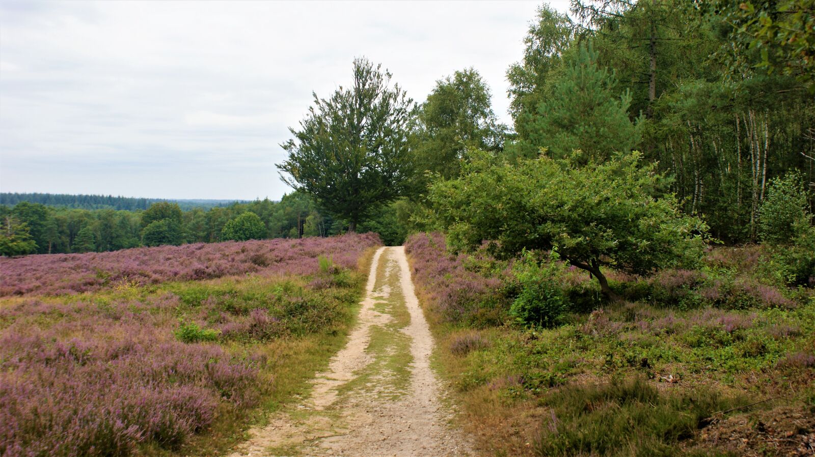 Sony Alpha DSLR-A350 sample photo. Heideveld, path, trees photography