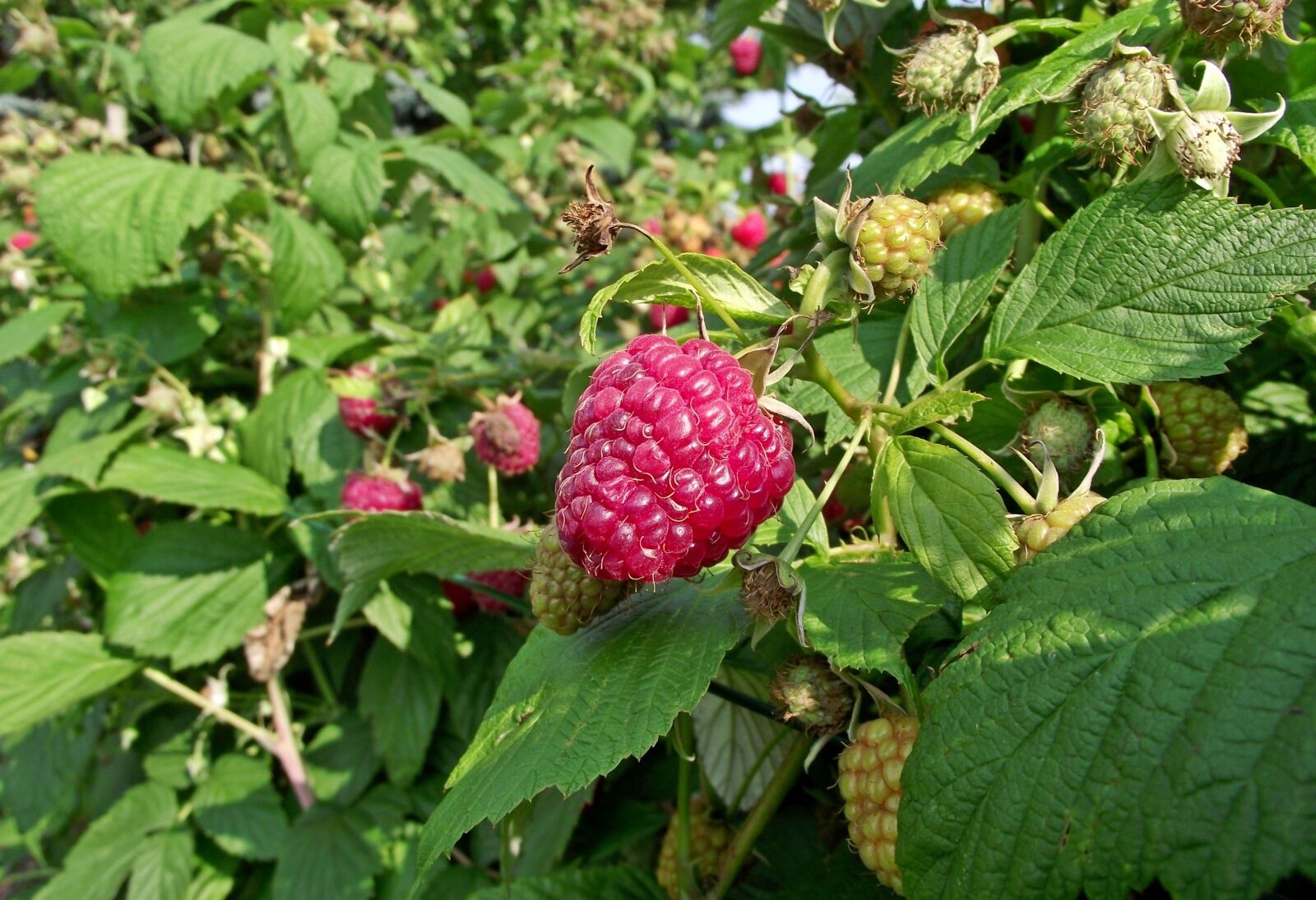 FujiFilm FinePix S1600 (FinePix S1770) sample photo. Nature, leaf, eating photography