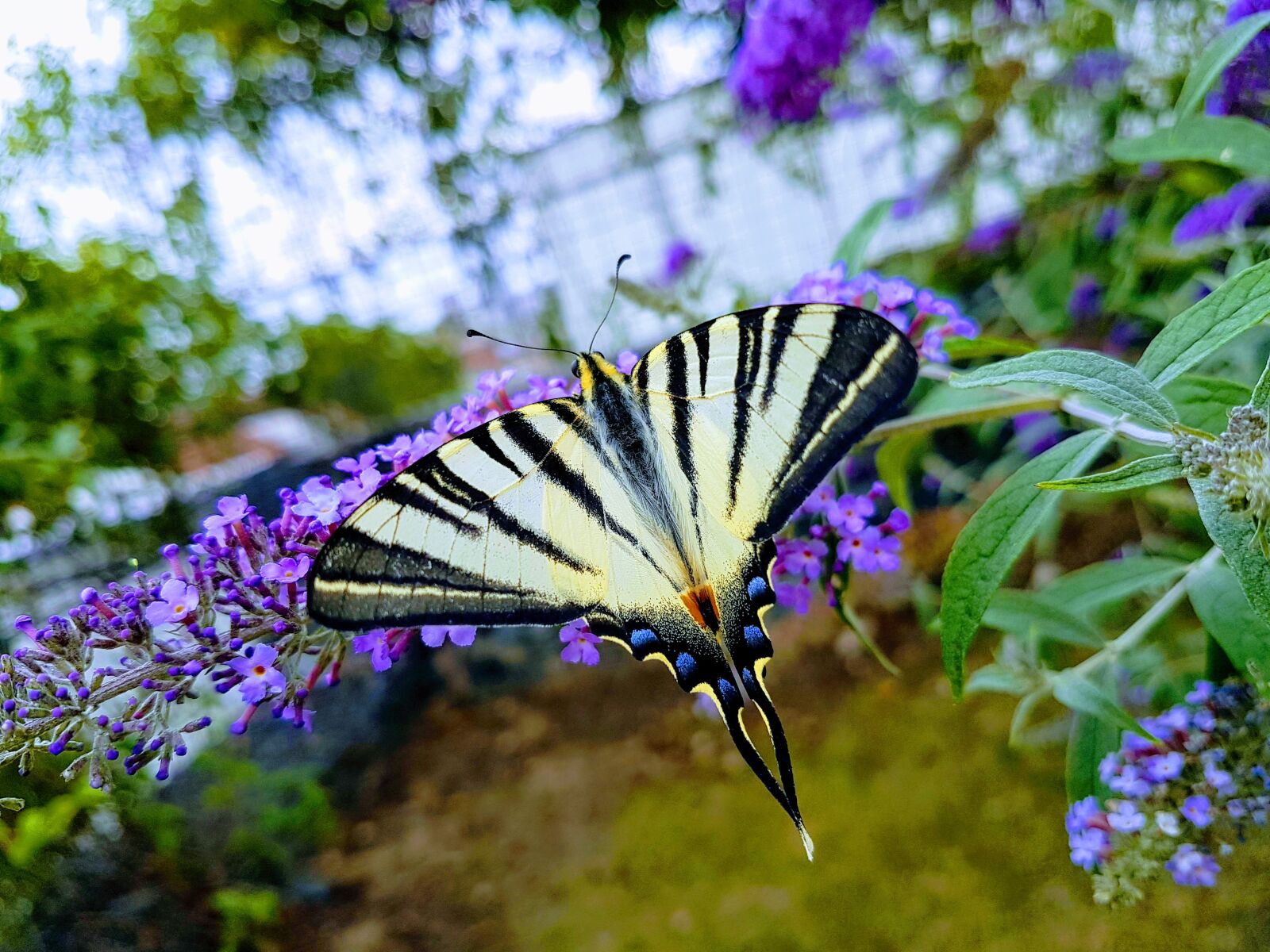 Samsung Galaxy S7 sample photo. Butterfly, spring, macro photography