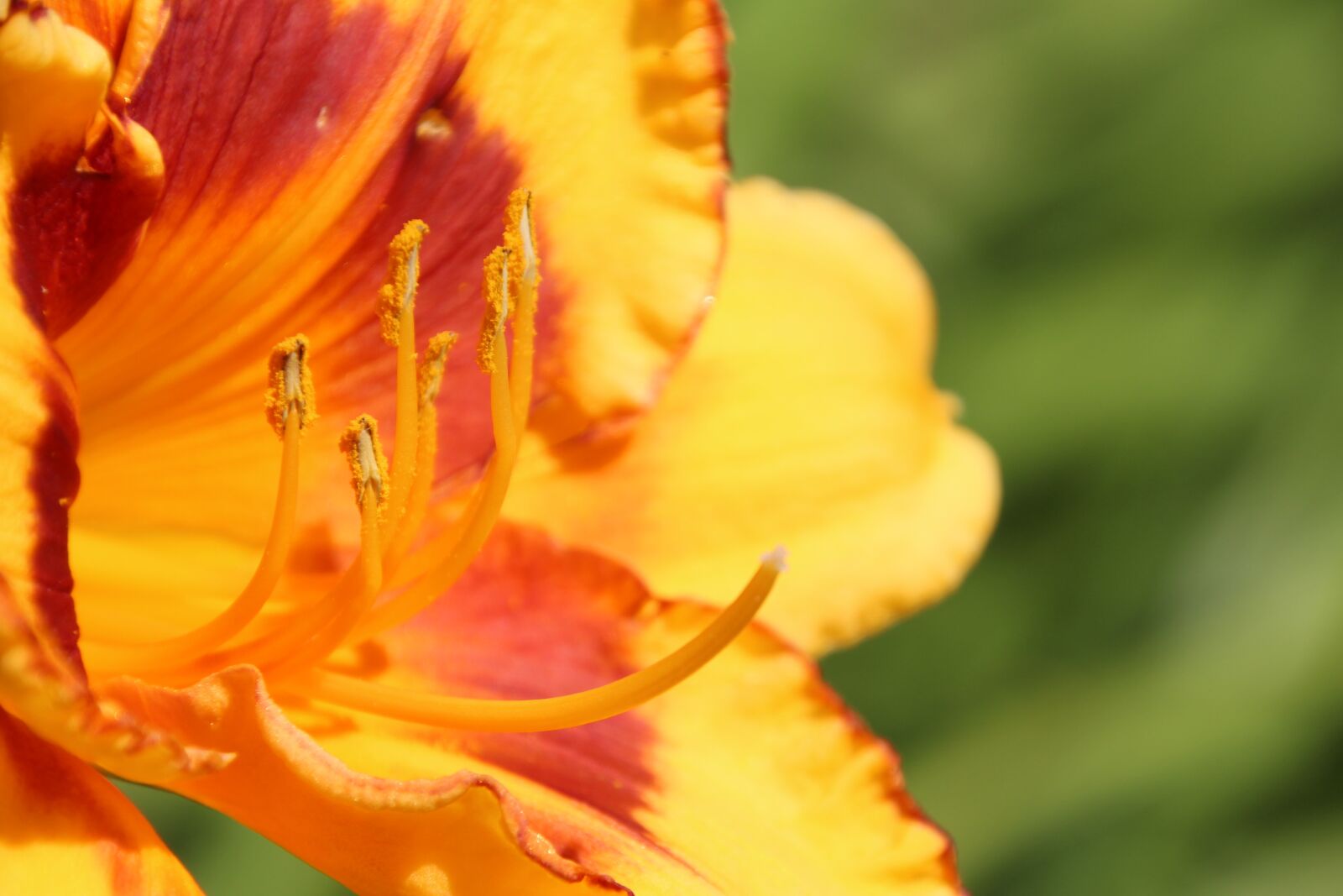 Canon EOS 1200D (EOS Rebel T5 / EOS Kiss X70 / EOS Hi) sample photo. Flower, pollen, pistil photography