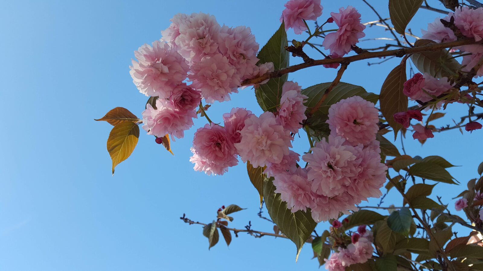 Samsung Galaxy S6 sample photo. Cherry blossom, blue sky photography