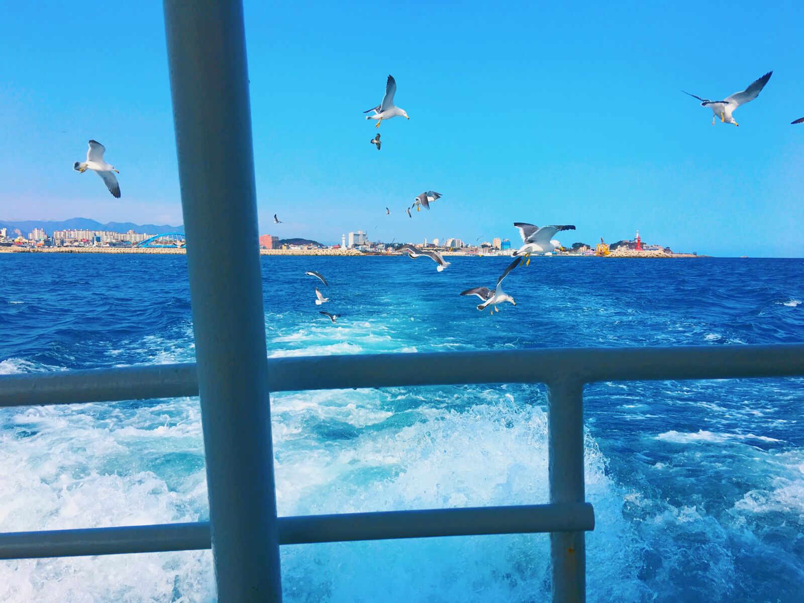 Apple iPhone 6s Plus sample photo. Gull, korea, sea, seagulls photography