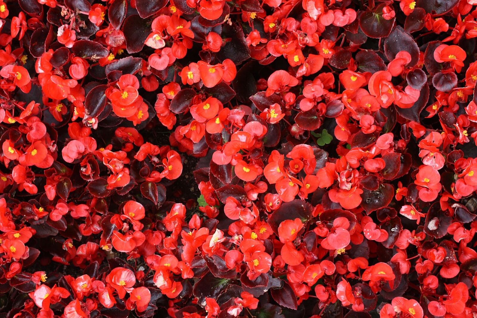 Canon EOS 400D (EOS Digital Rebel XTi / EOS Kiss Digital X) sample photo. Begonia, flower, plant photography