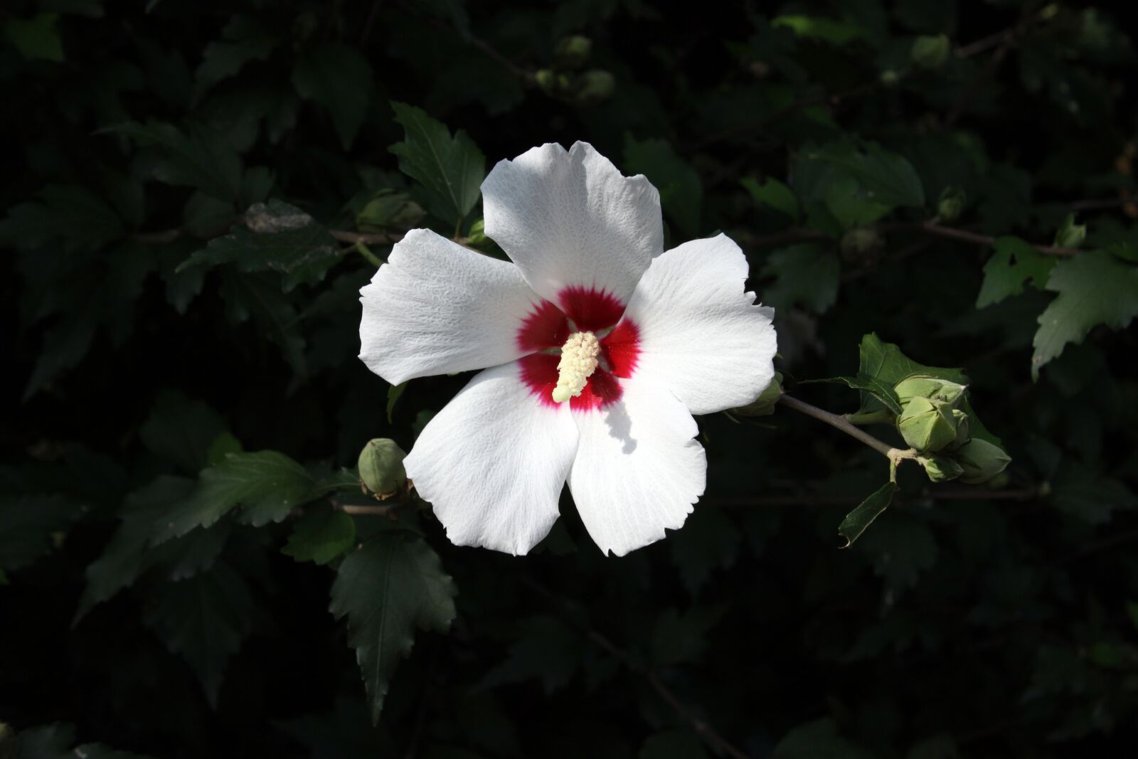 Canon EOS 50D sample photo. Rose of sharon, flowers photography
