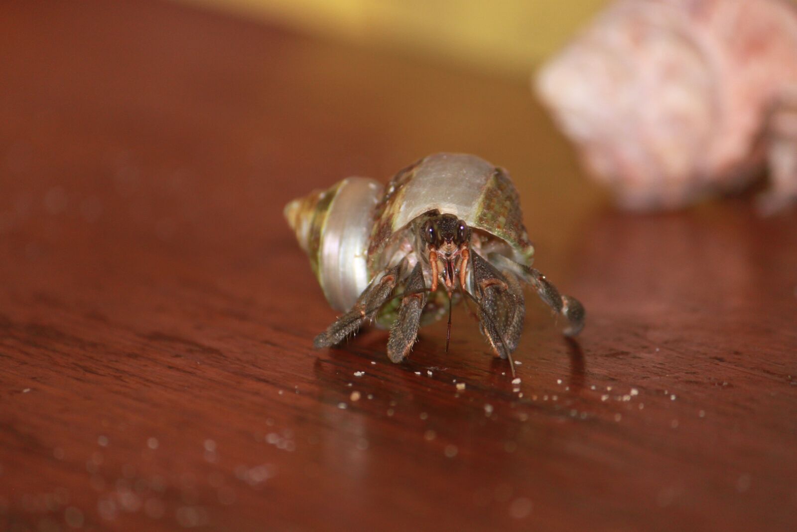 Canon EOS 500D (EOS Rebel T1i / EOS Kiss X3) sample photo. Bernard terrestrial hermit, animal photography