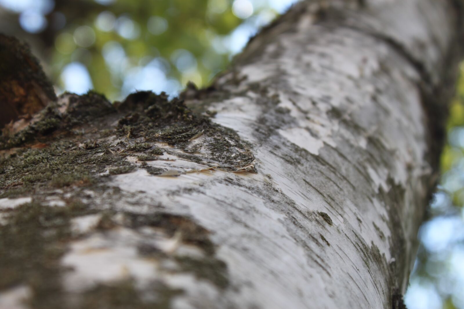 Canon EOS 500D (EOS Rebel T1i / EOS Kiss X3) sample photo. Tree, wood, macro photography