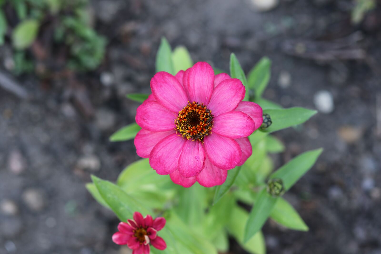 Canon EOS 7D Mark II sample photo. Pink flower, petals, plant photography