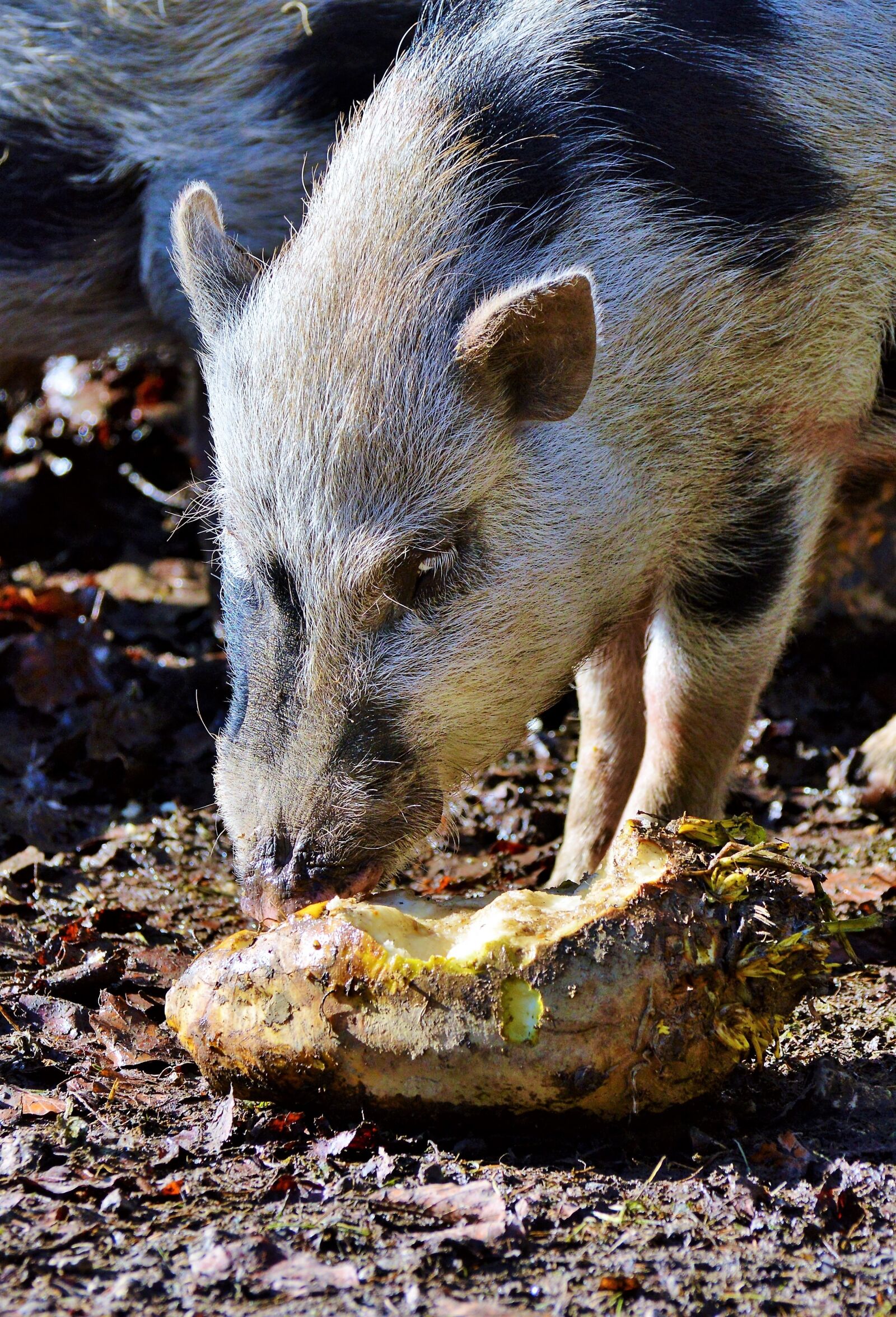 Nikon D3200 sample photo. Pot bellied pig, pig photography