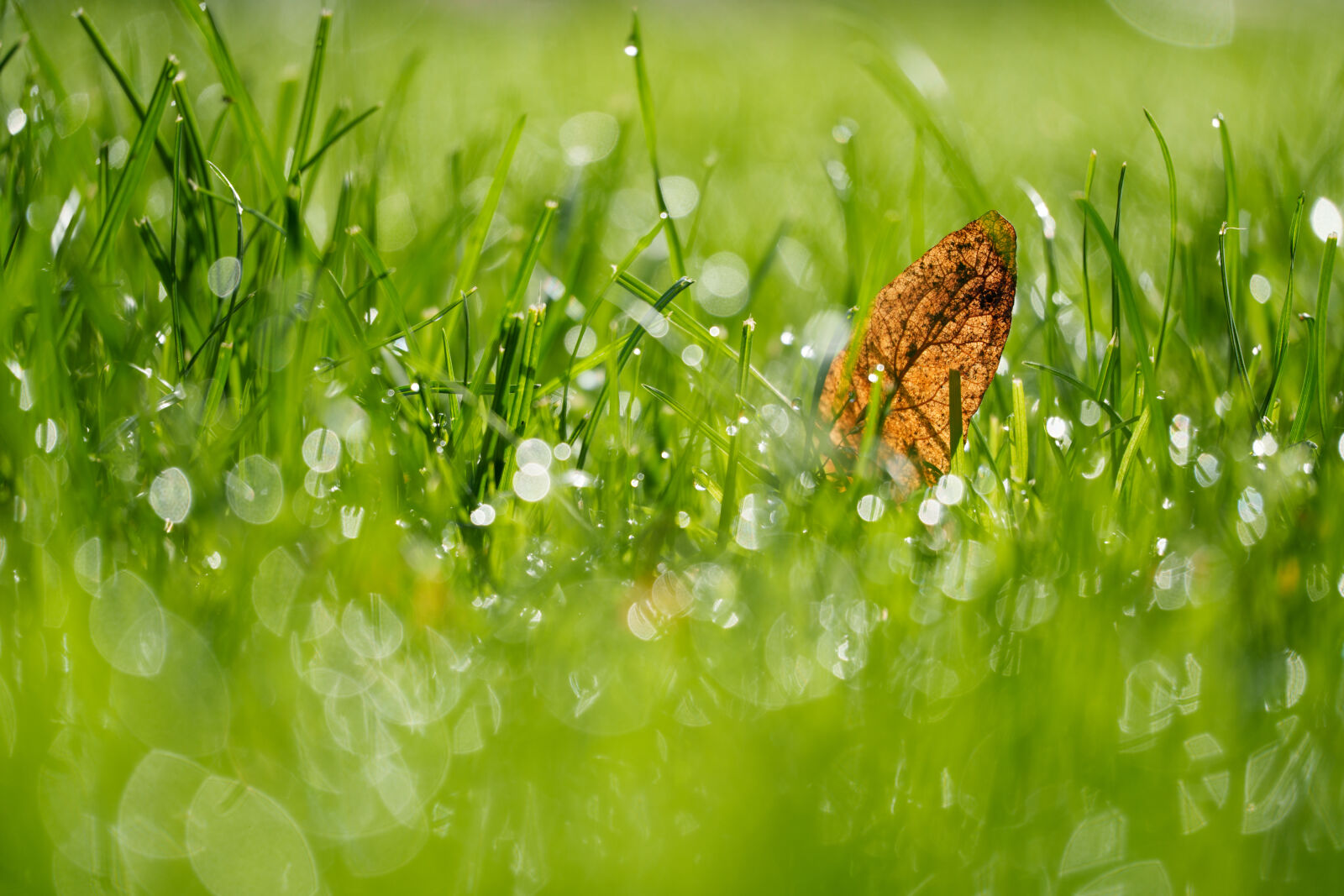 Sony a7R V sample photo. Leaf on the grass photography