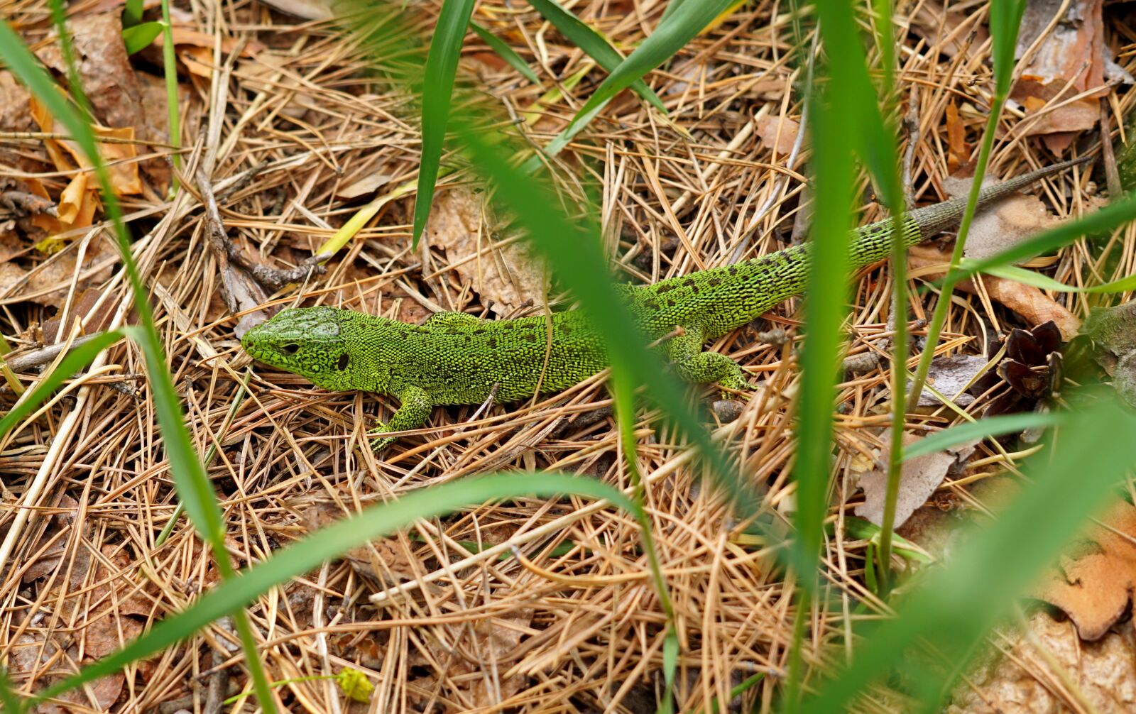 Sigma 30mm F2.8 EX DN sample photo. Lizard, green, dragon photography
