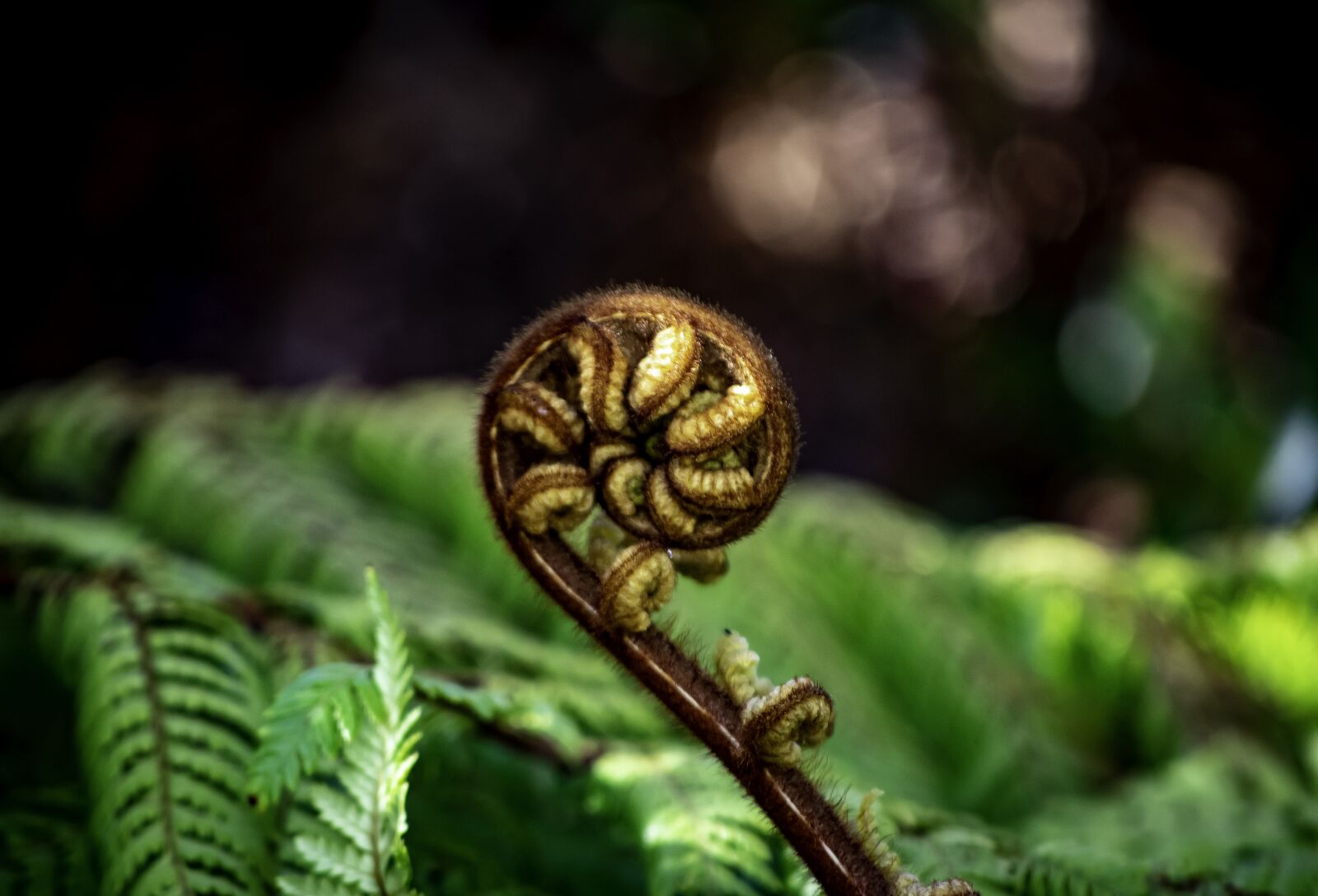 Nikon D3400 sample photo. Koru, fern, new zealand photography