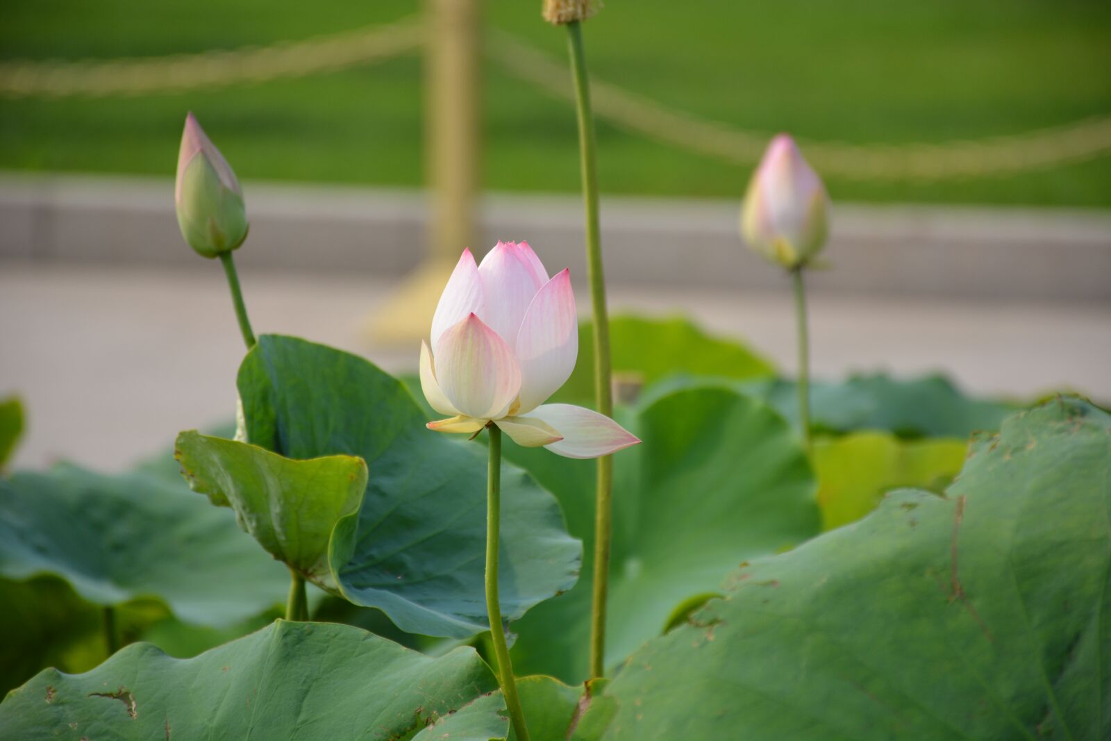 Nikon D7100 sample photo. Lotus, summer, lotus leaf photography