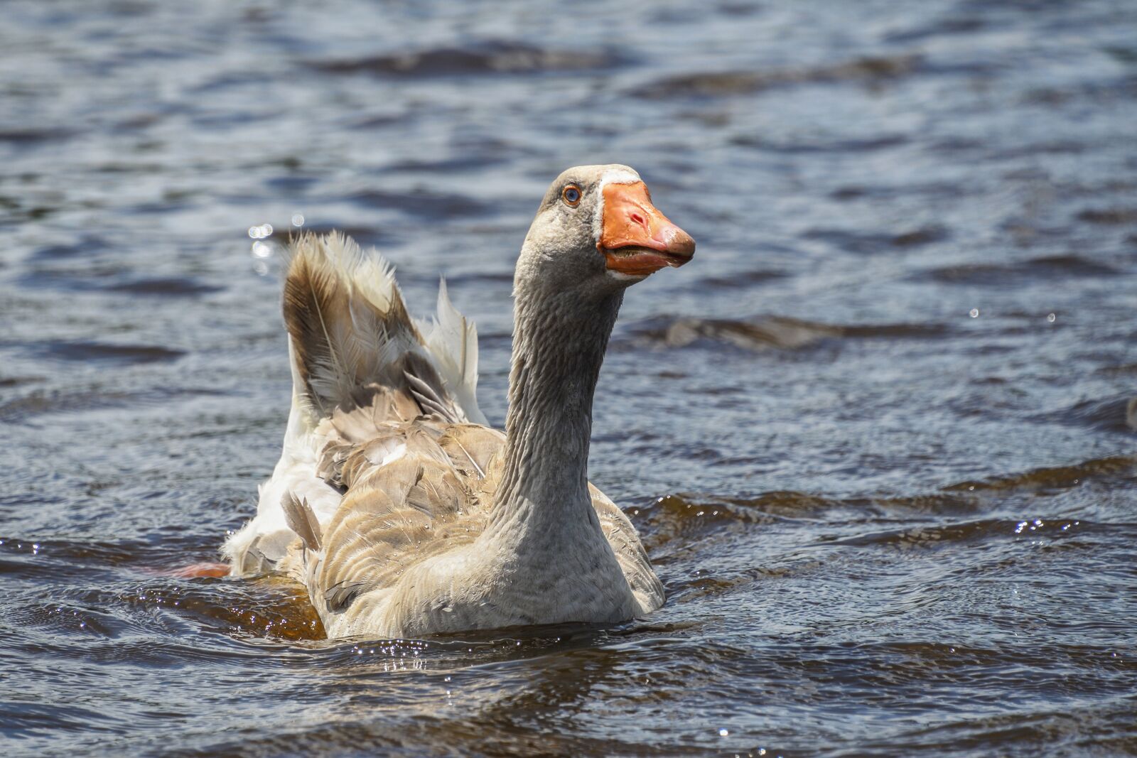 Nikon D500 sample photo. Goose, swim, water photography