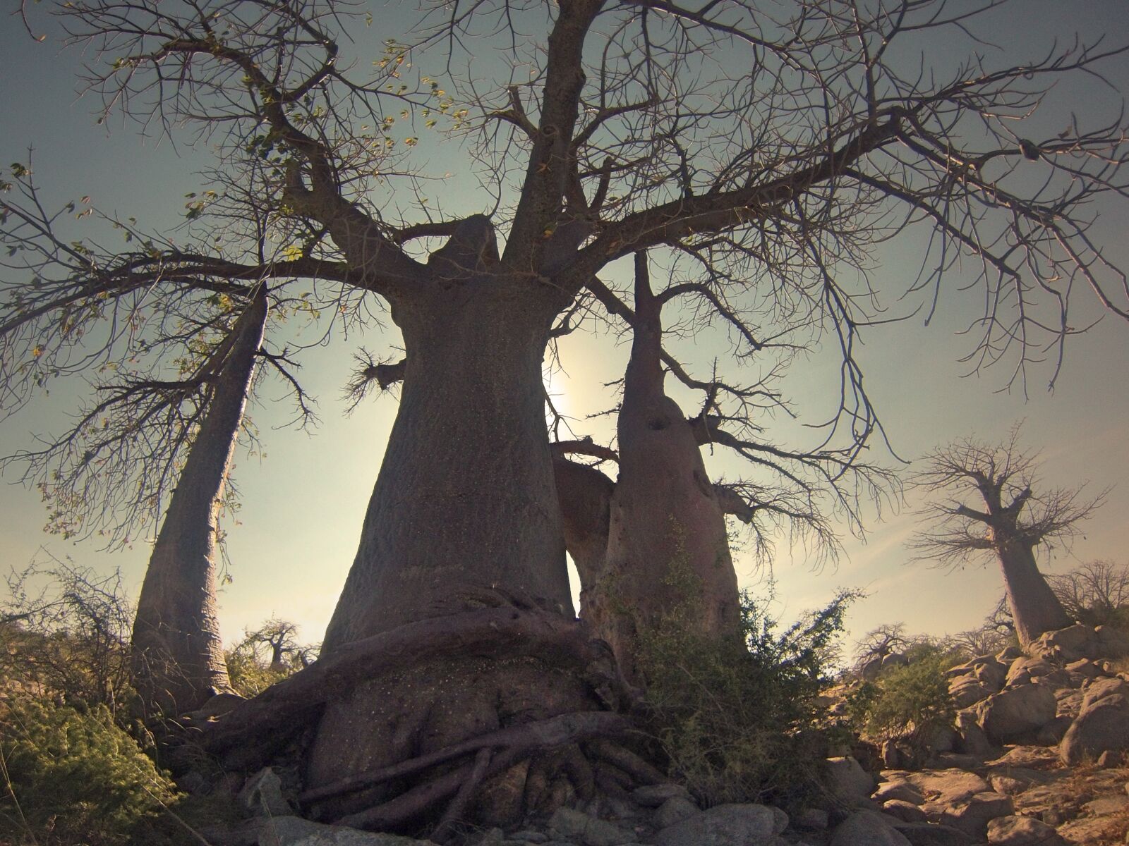 GoPro Hero3-Silver Edition sample photo. Africa, baobab, botswana, branches photography