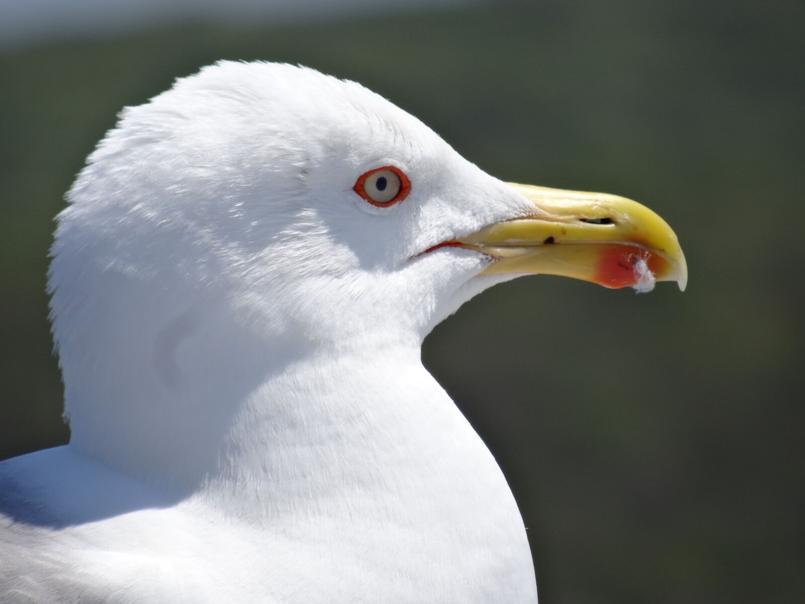 Sony DSC-HX50 sample photo. Seagull, bird, head photography