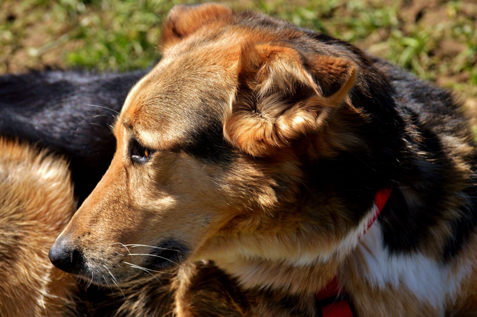 Nikon D3200 sample photo. Dog, fur, animal photography