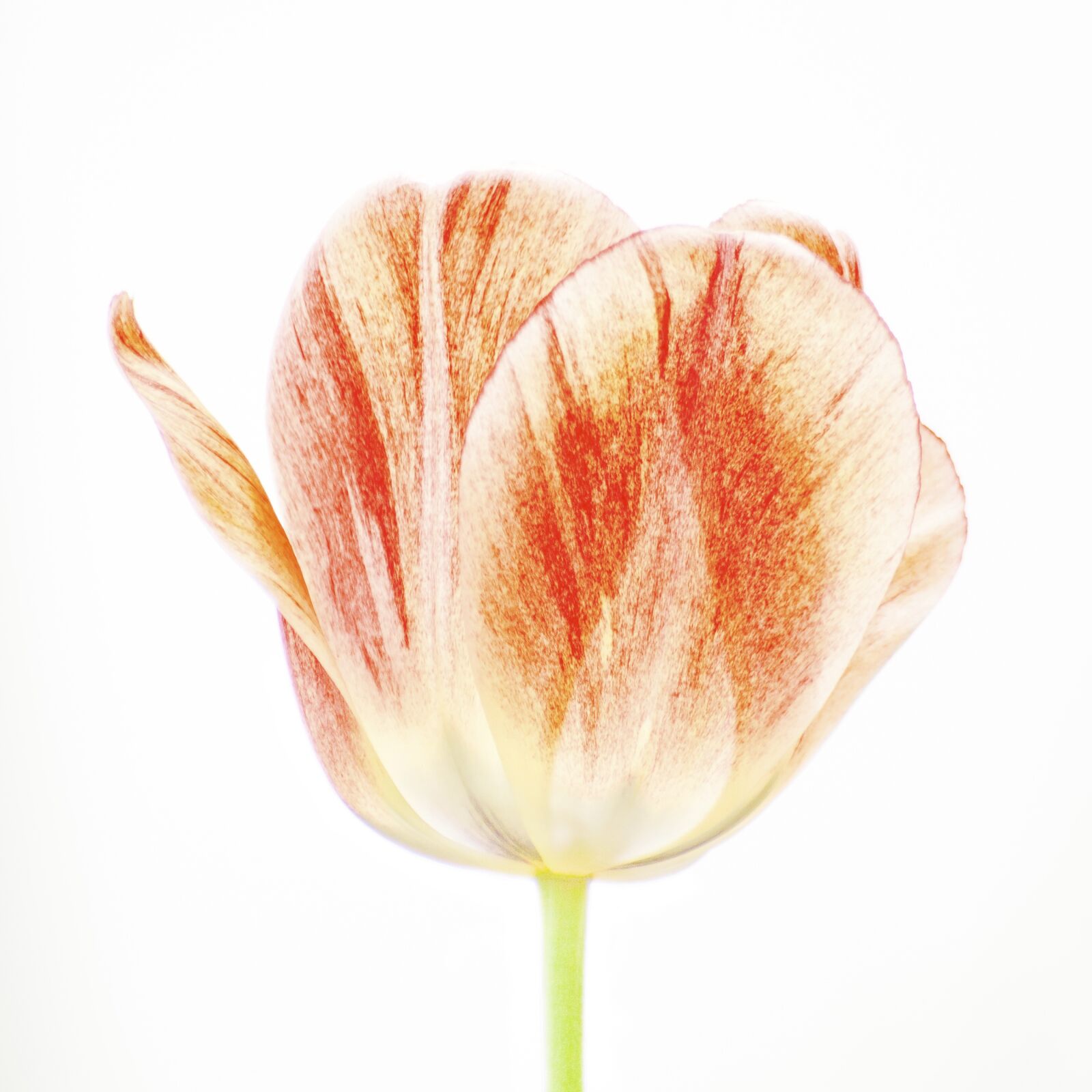 Canon EOS 50D sample photo. Plant, flower, tulip photography
