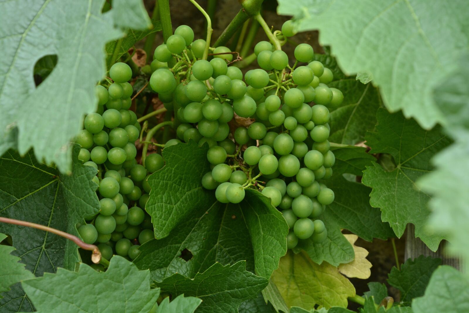 Nikon D5200 sample photo. Vine, fruit, agriculture photography