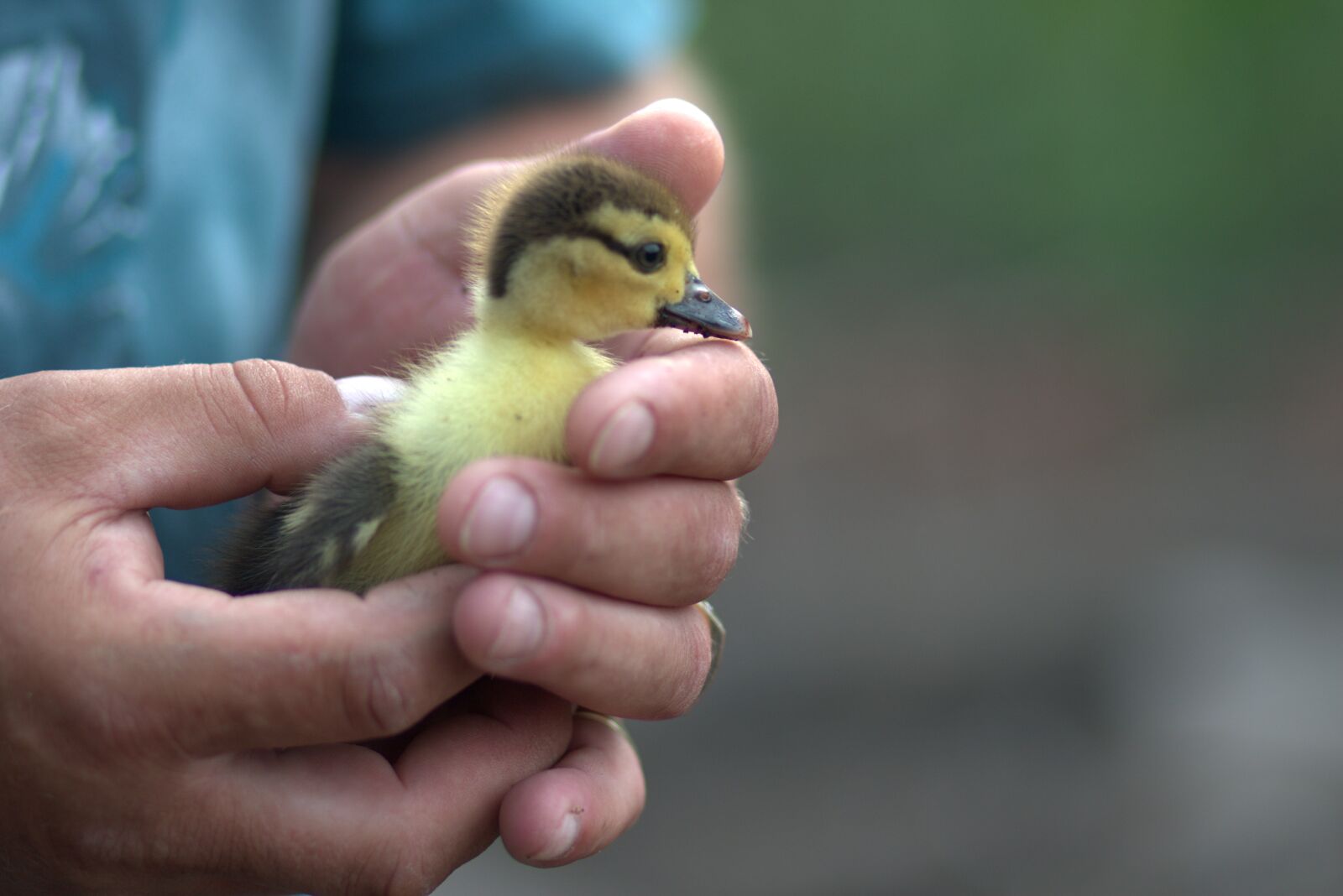Canon EF 85mm F1.8 USM sample photo. Duckling, small, fluffy photography