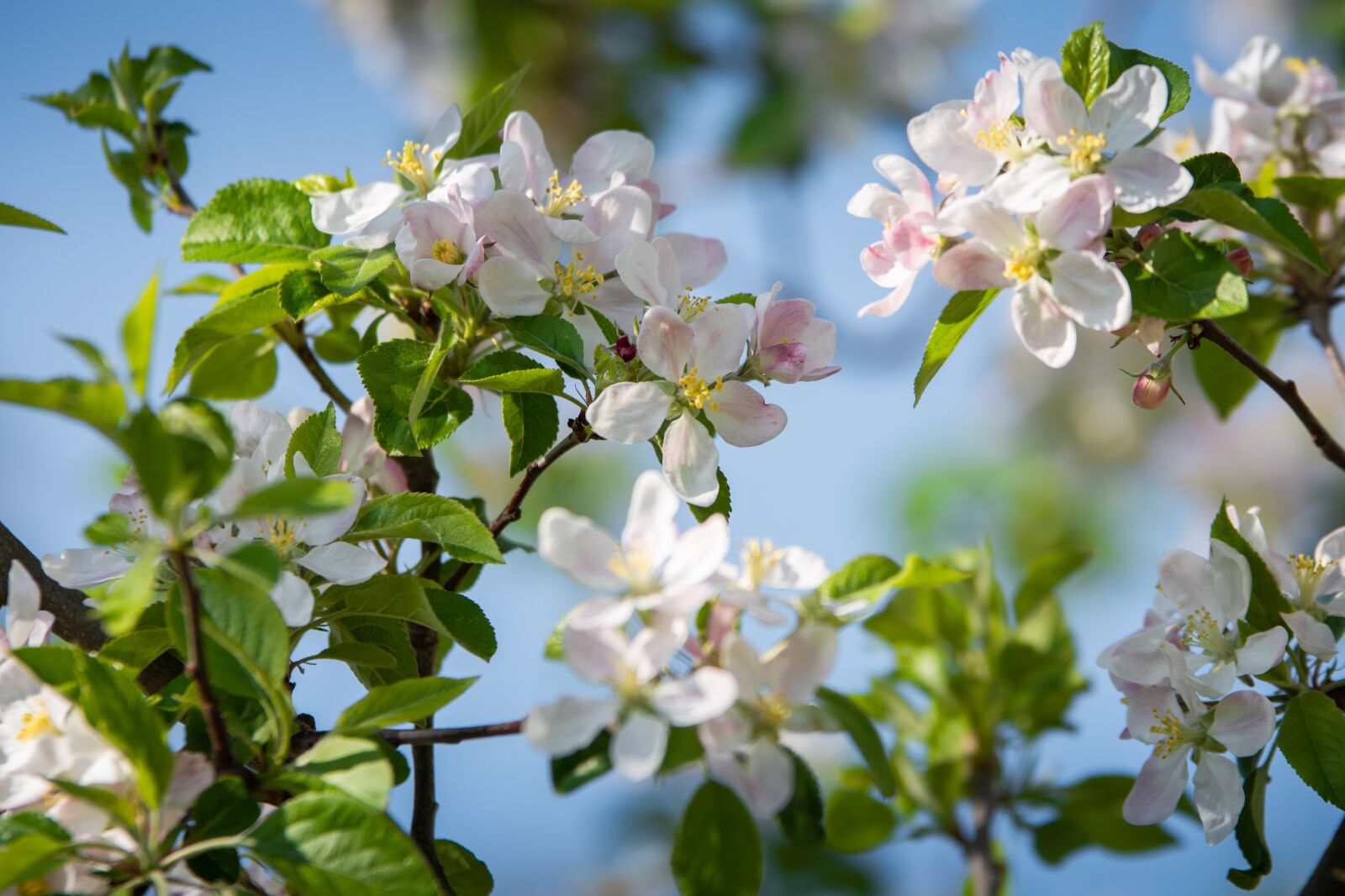 Nikon D7200 sample photo. Apple blossom, spring, apple photography