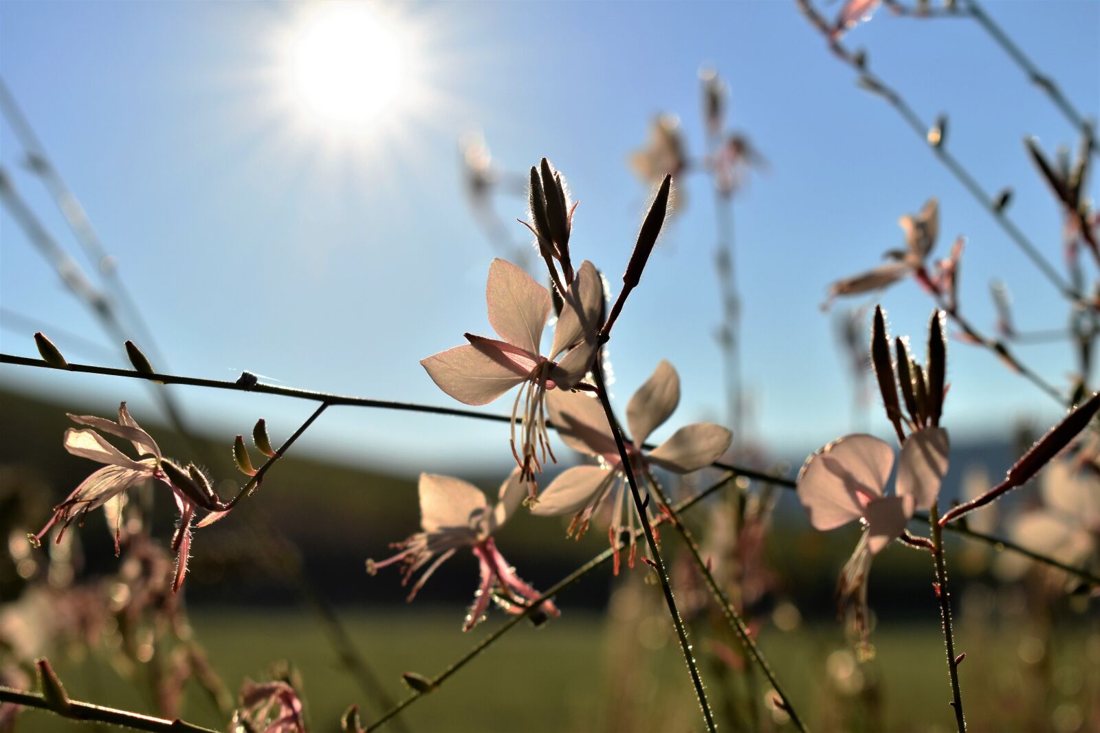 Nikon D5500 sample photo. Glory candle, plant, backlighting photography