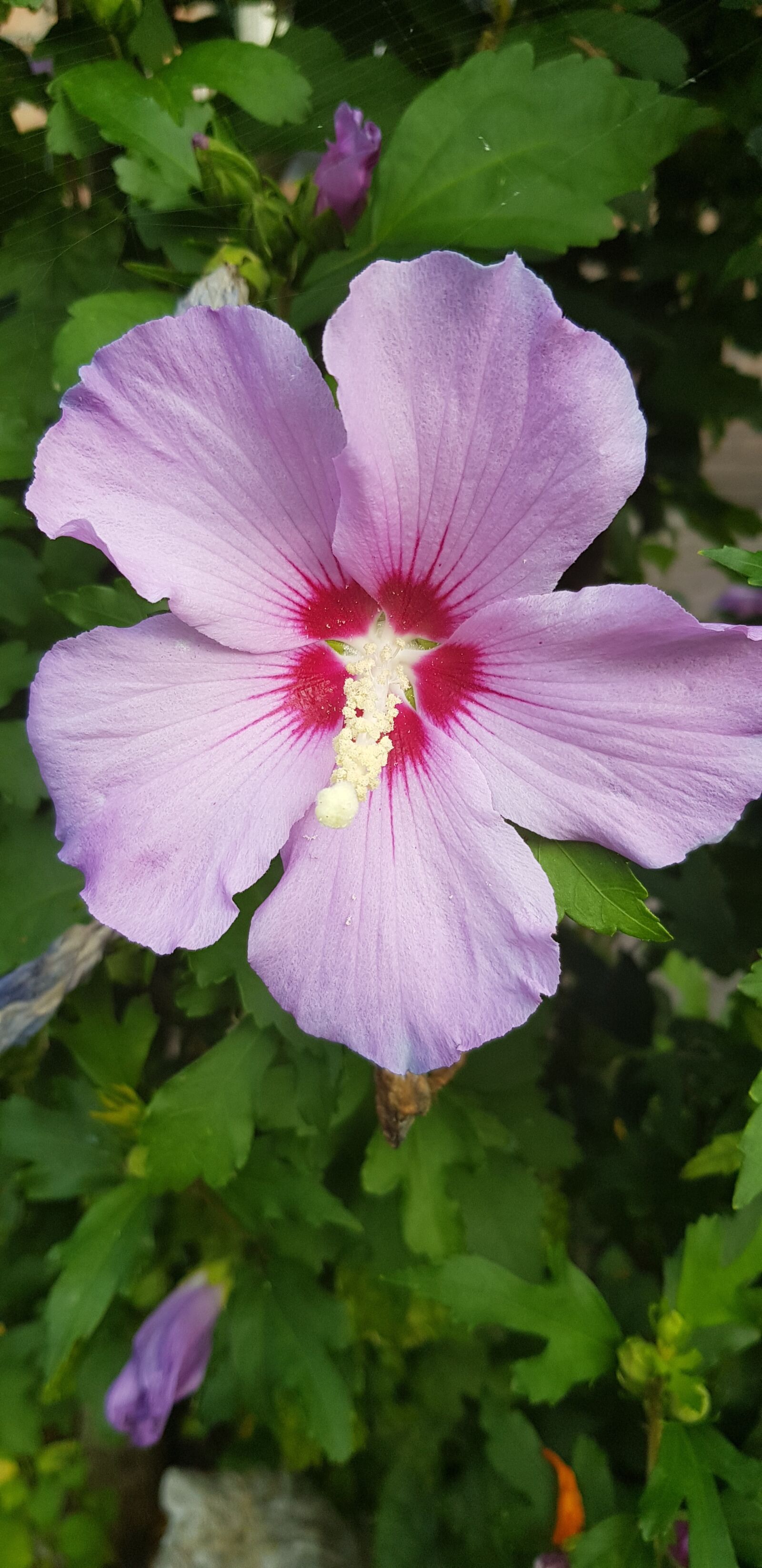 Samsung Galaxy S8 sample photo. Flower, nature, plant photography