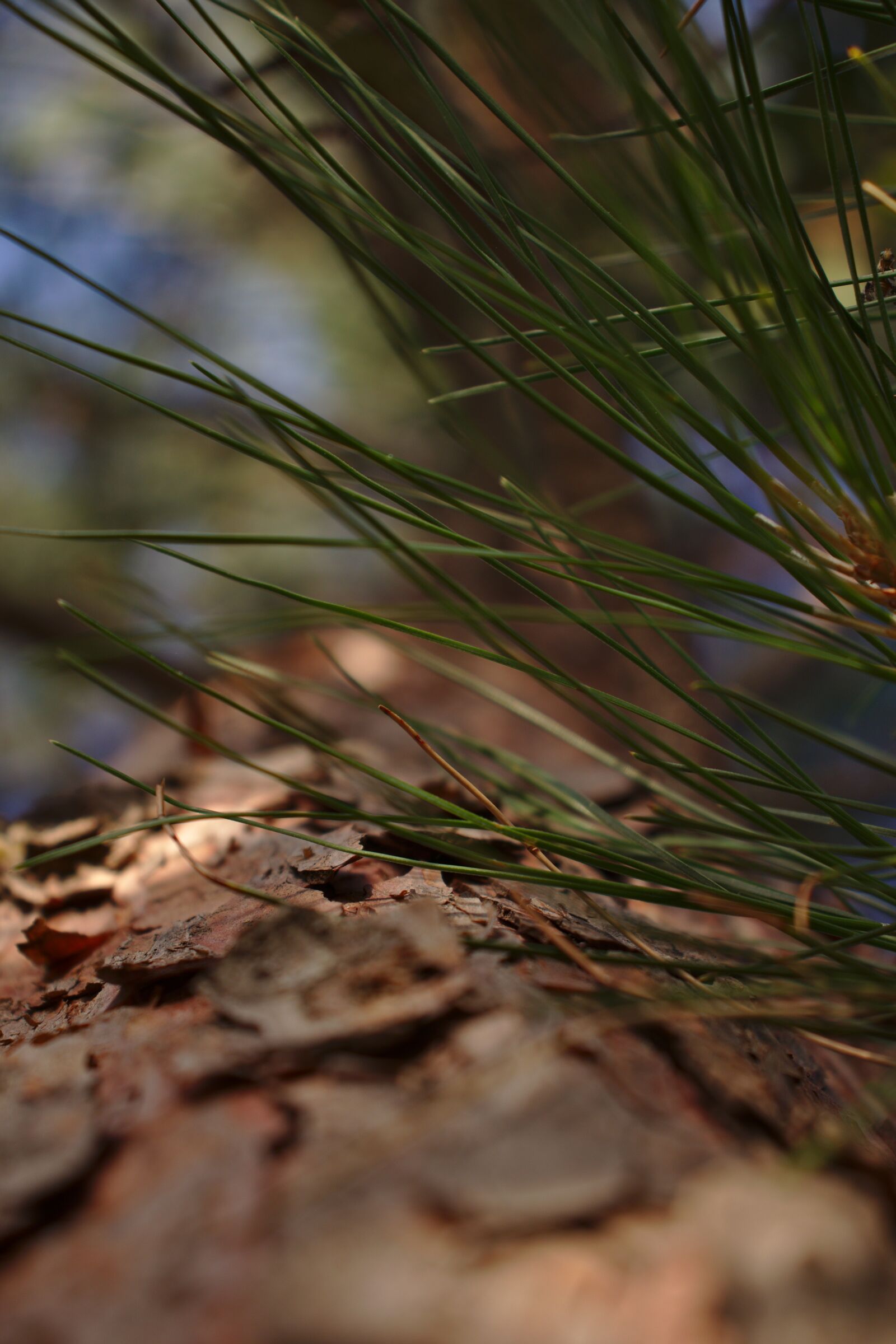 Canon EOS 800D (EOS Rebel T7i / EOS Kiss X9i) sample photo. Pine, needles, nature photography