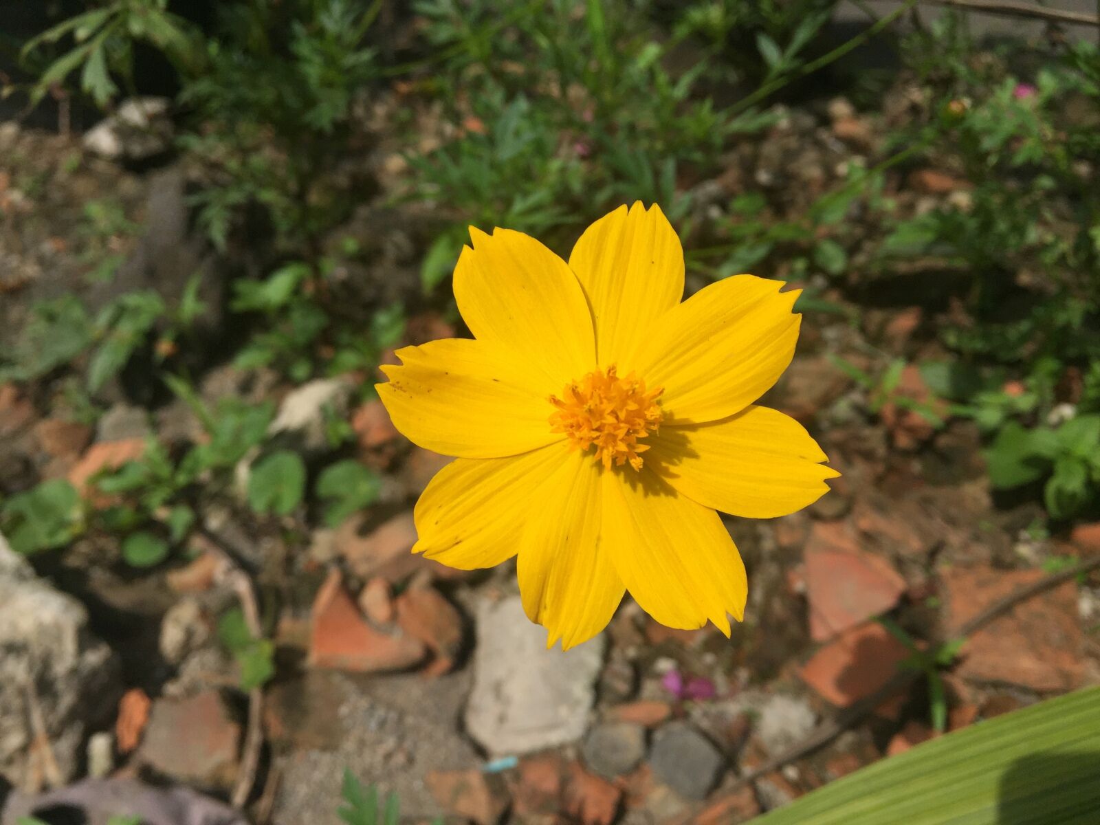 Apple iPhone 6 sample photo. Flower, yellow, fresh photography