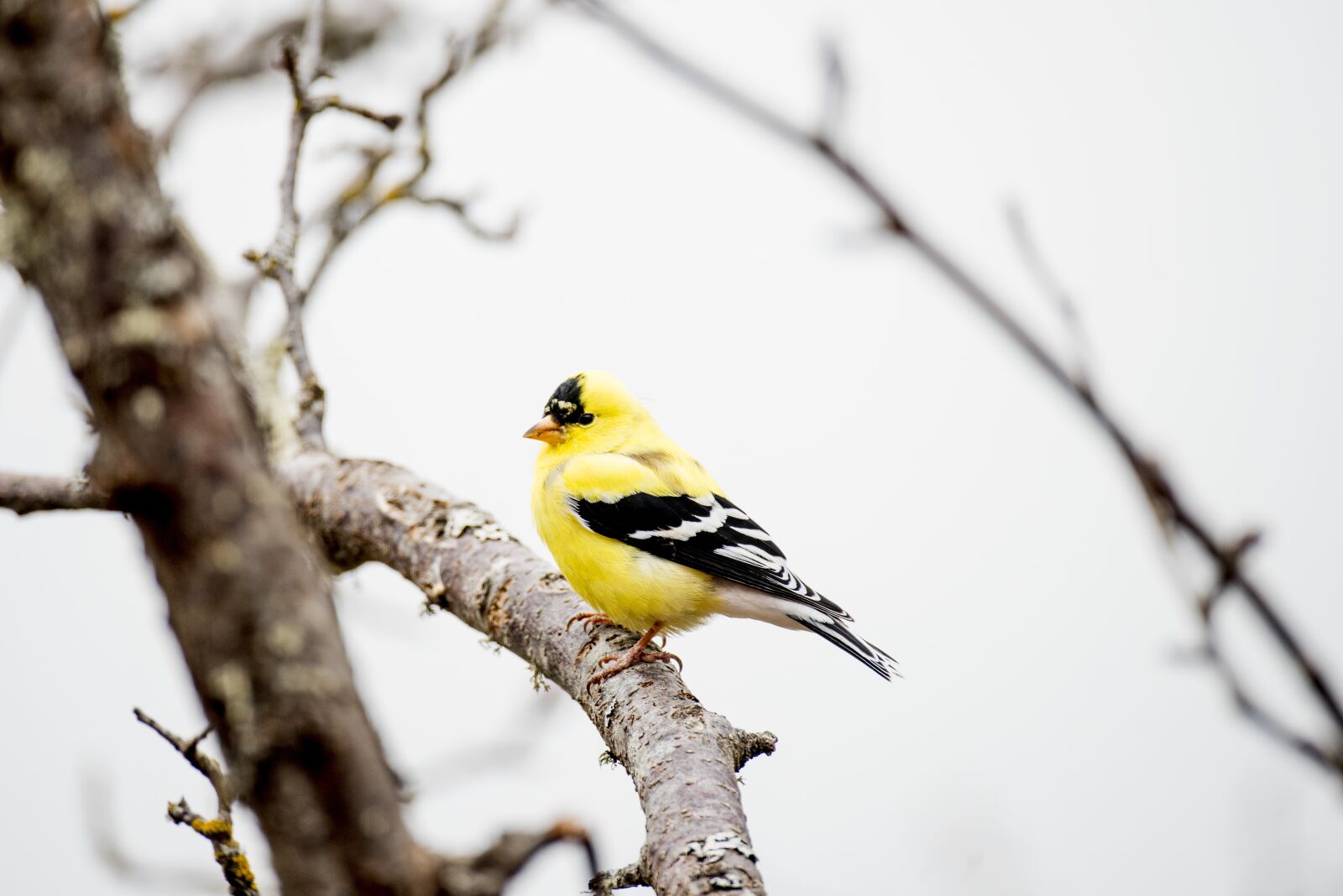 Nikon D810 sample photo. Finch, bird, goldfinch photography
