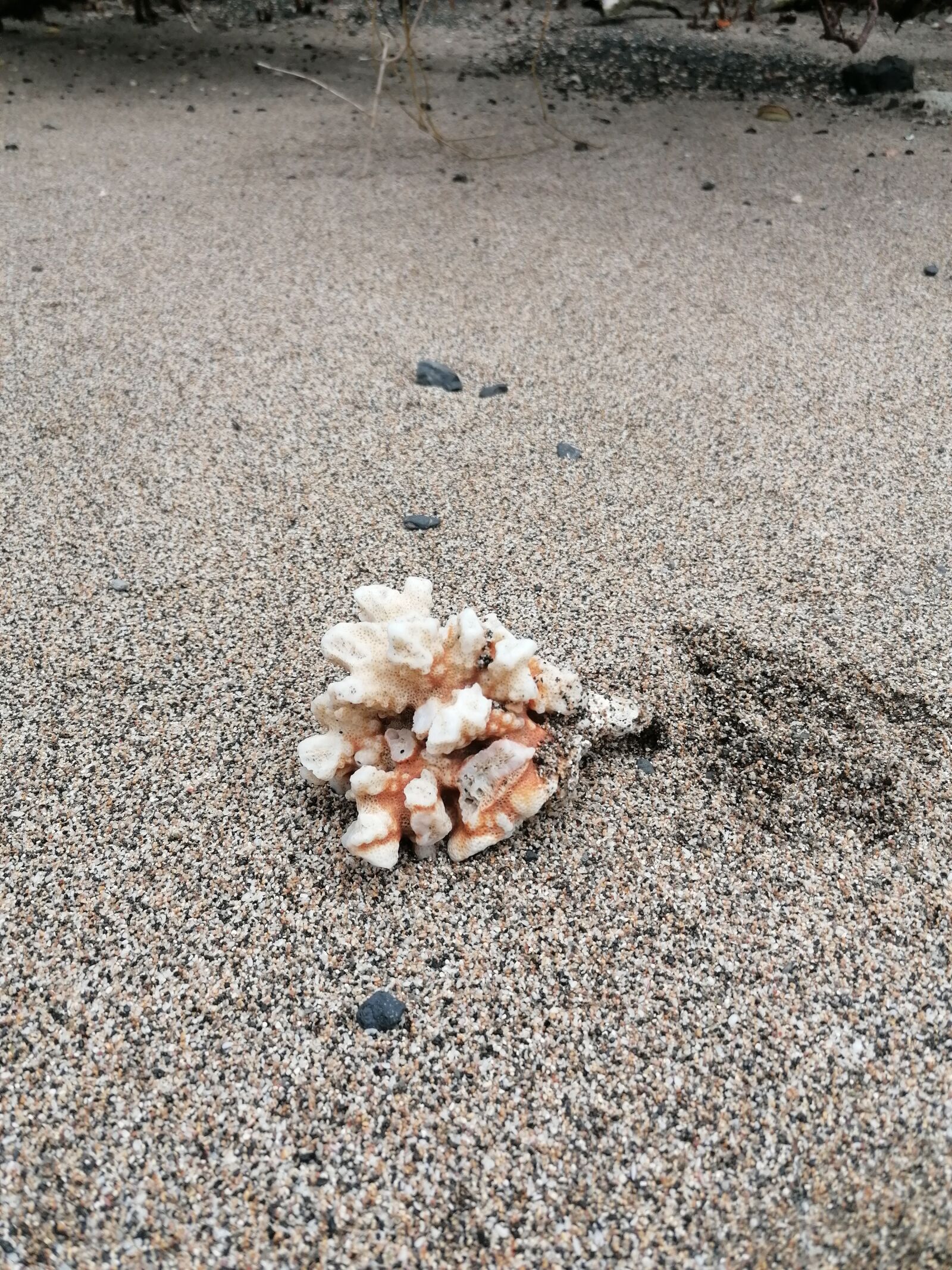 HUAWEI P30 LITE sample photo. Coral, beach, nature photography