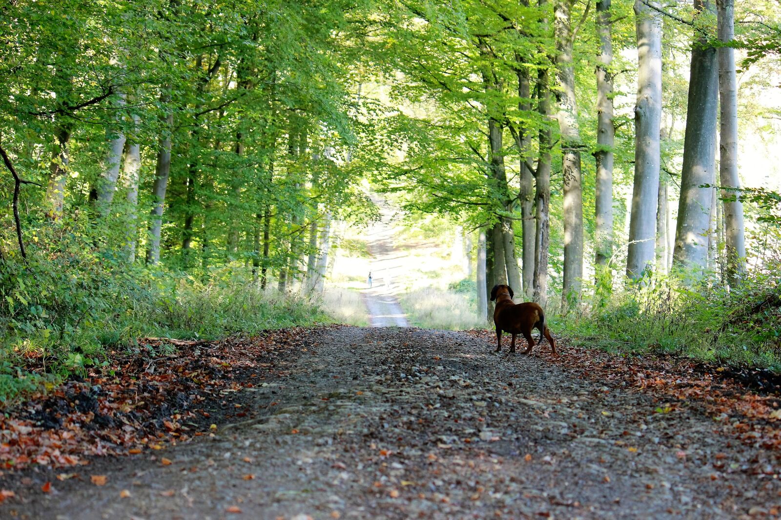 Canon EOS 550D (EOS Rebel T2i / EOS Kiss X4) sample photo. Sunny day, stroll, nature photography