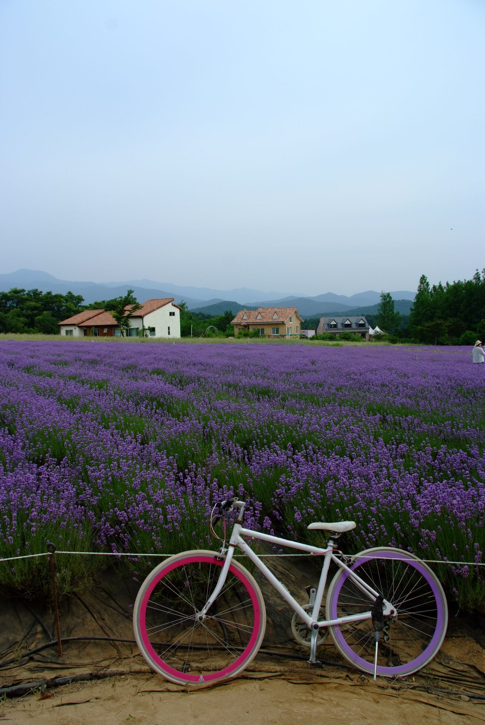 Fujifilm FinePix S5 Pro sample photo. Lavender, bike, landscape photography