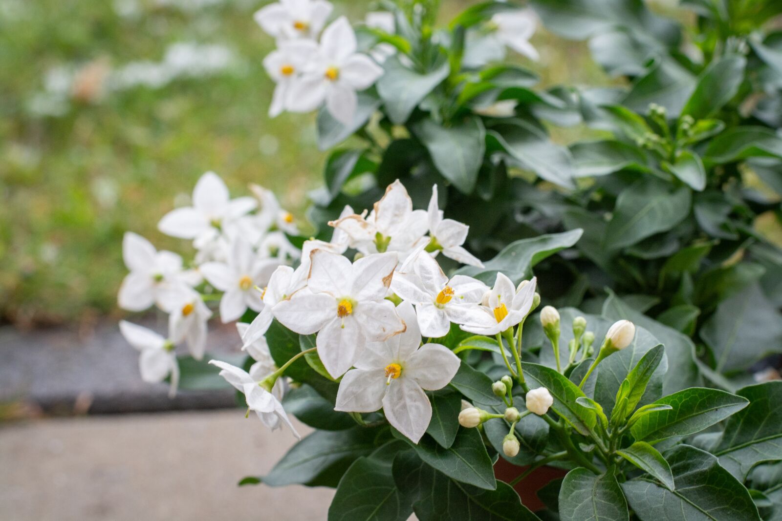 Nikon D7100 sample photo. Flowers, plant, white photography