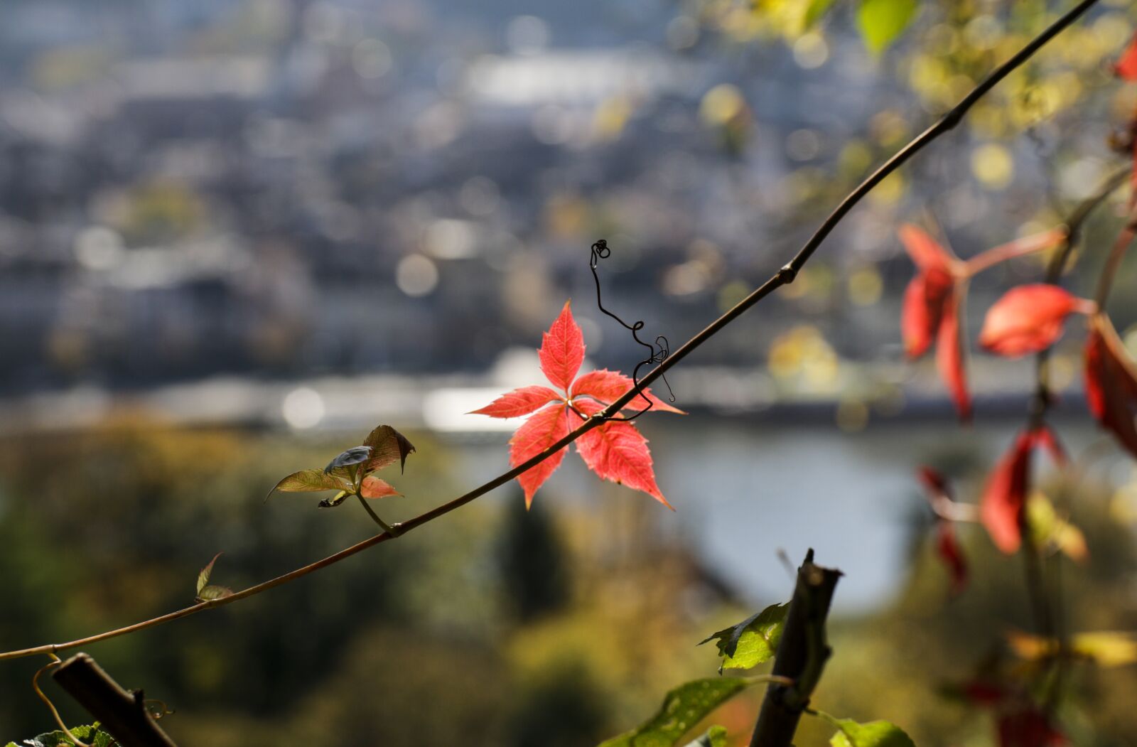 Canon EOS 70D sample photo. Heidelberg, autumn, view photography