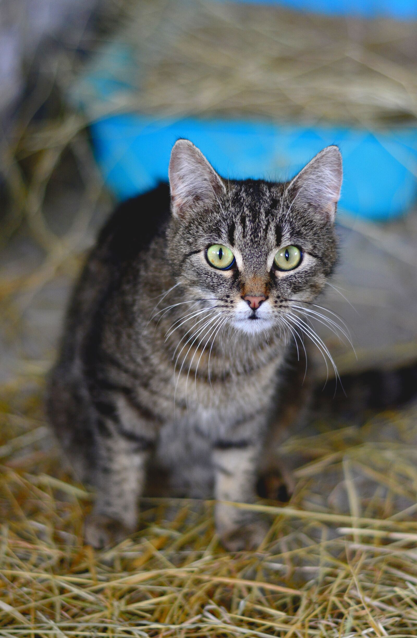 Nikon D5200 sample photo. Cat, domestic cat, mackerel photography