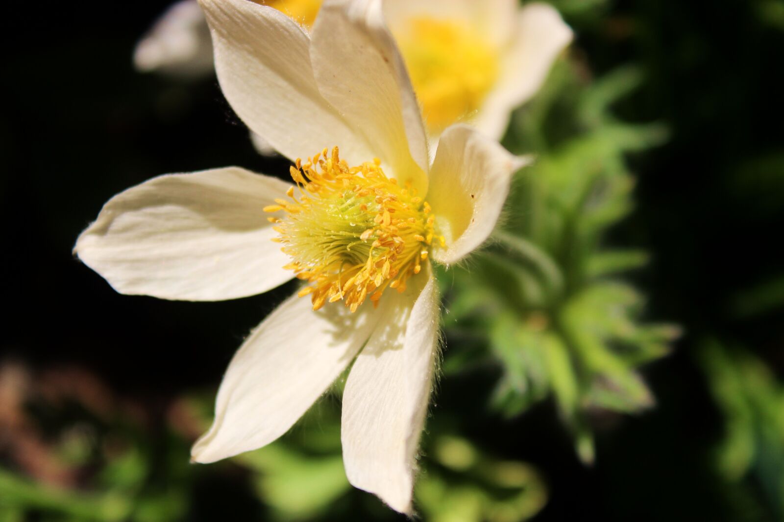 Canon EOS 1300D (EOS Rebel T6 / EOS Kiss X80) sample photo. Anemone, anemones, macro photography