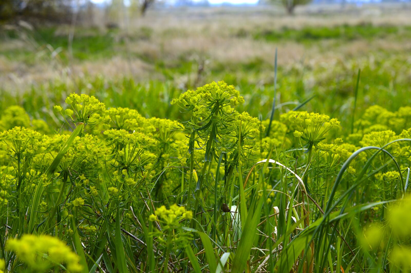 Nikon D3200 sample photo. Donkey spurge, sharp wolf's photography